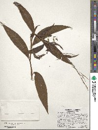 Polygonum setaceum image