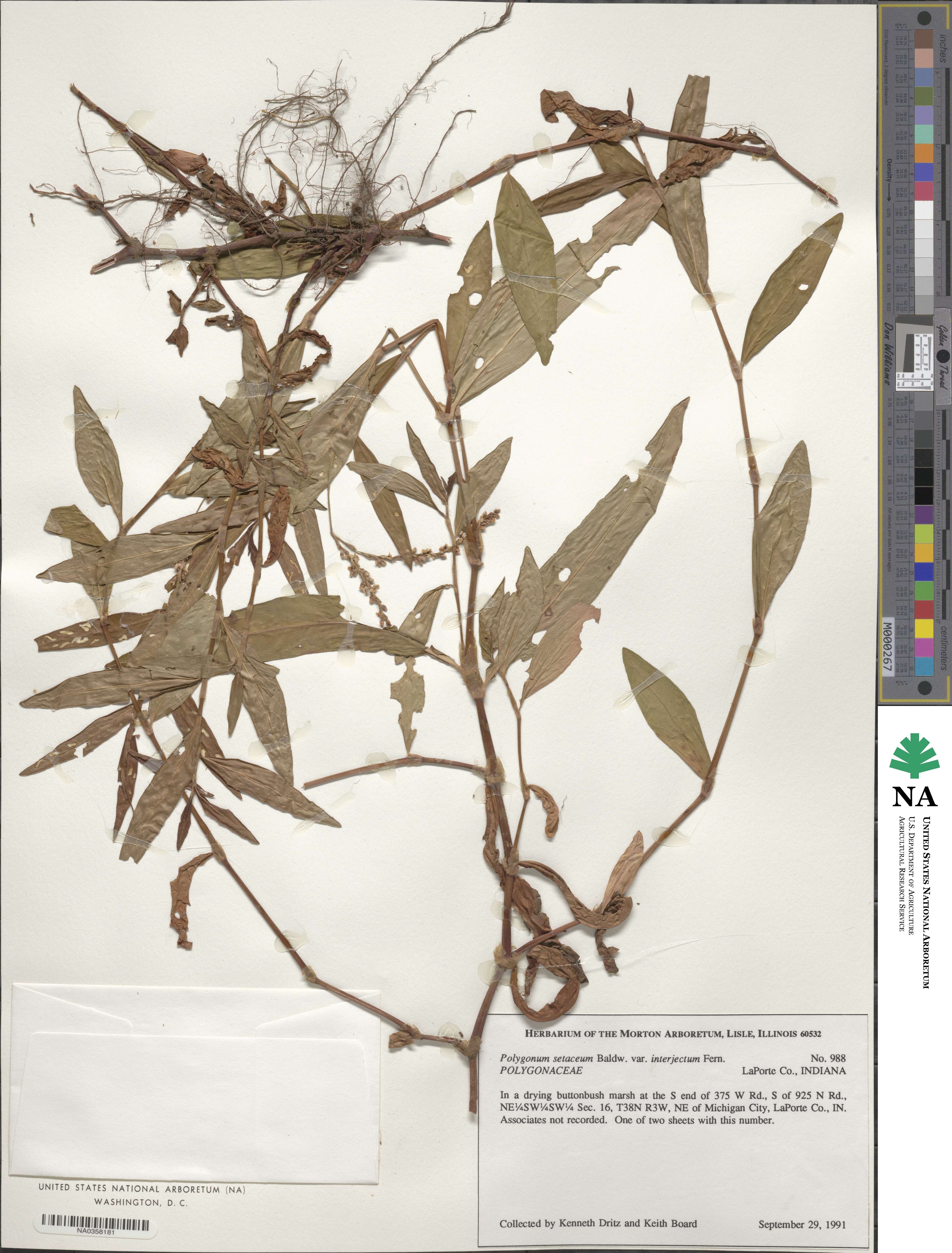 Persicaria setacea image