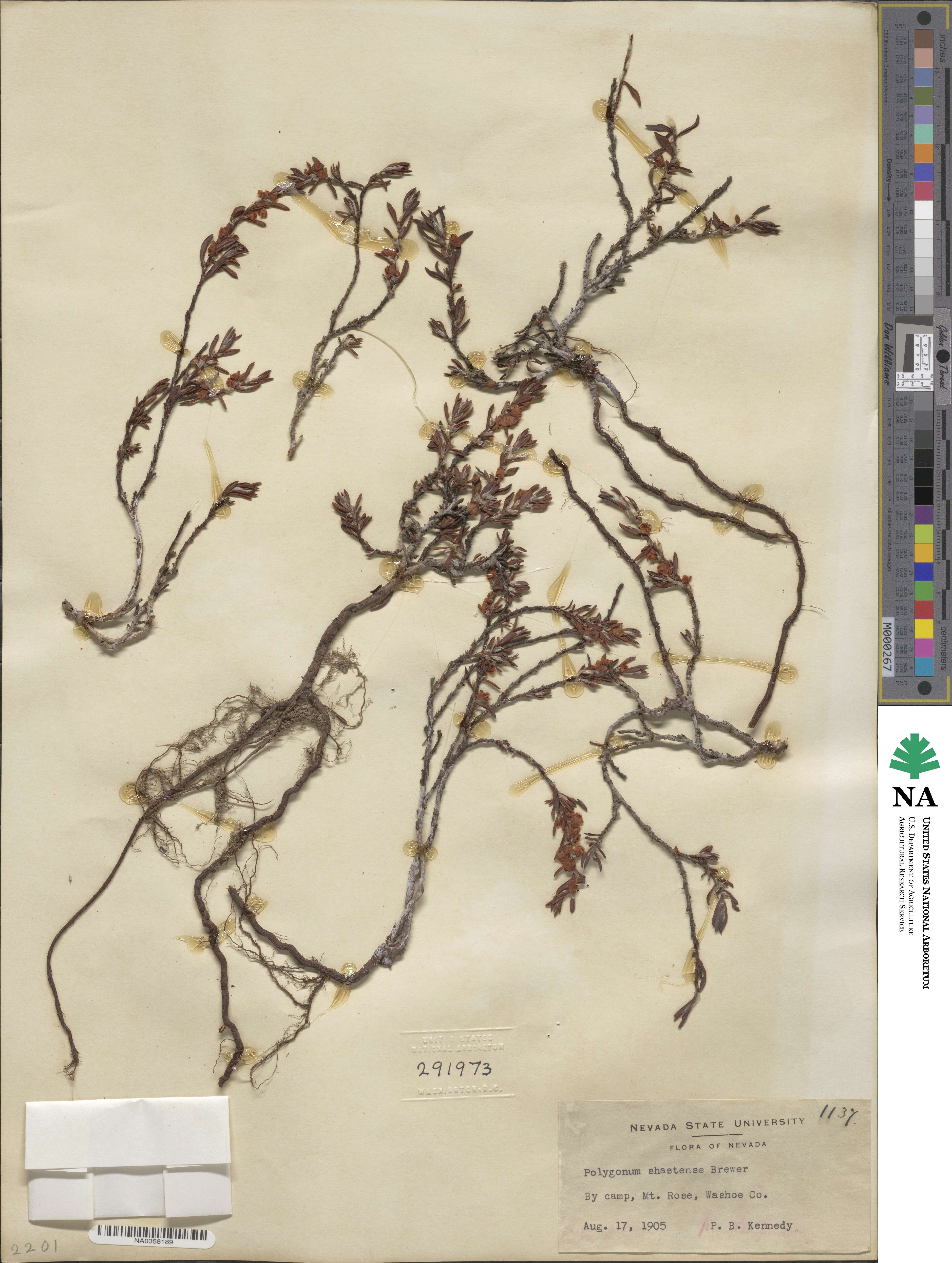 Polygonum shastense image