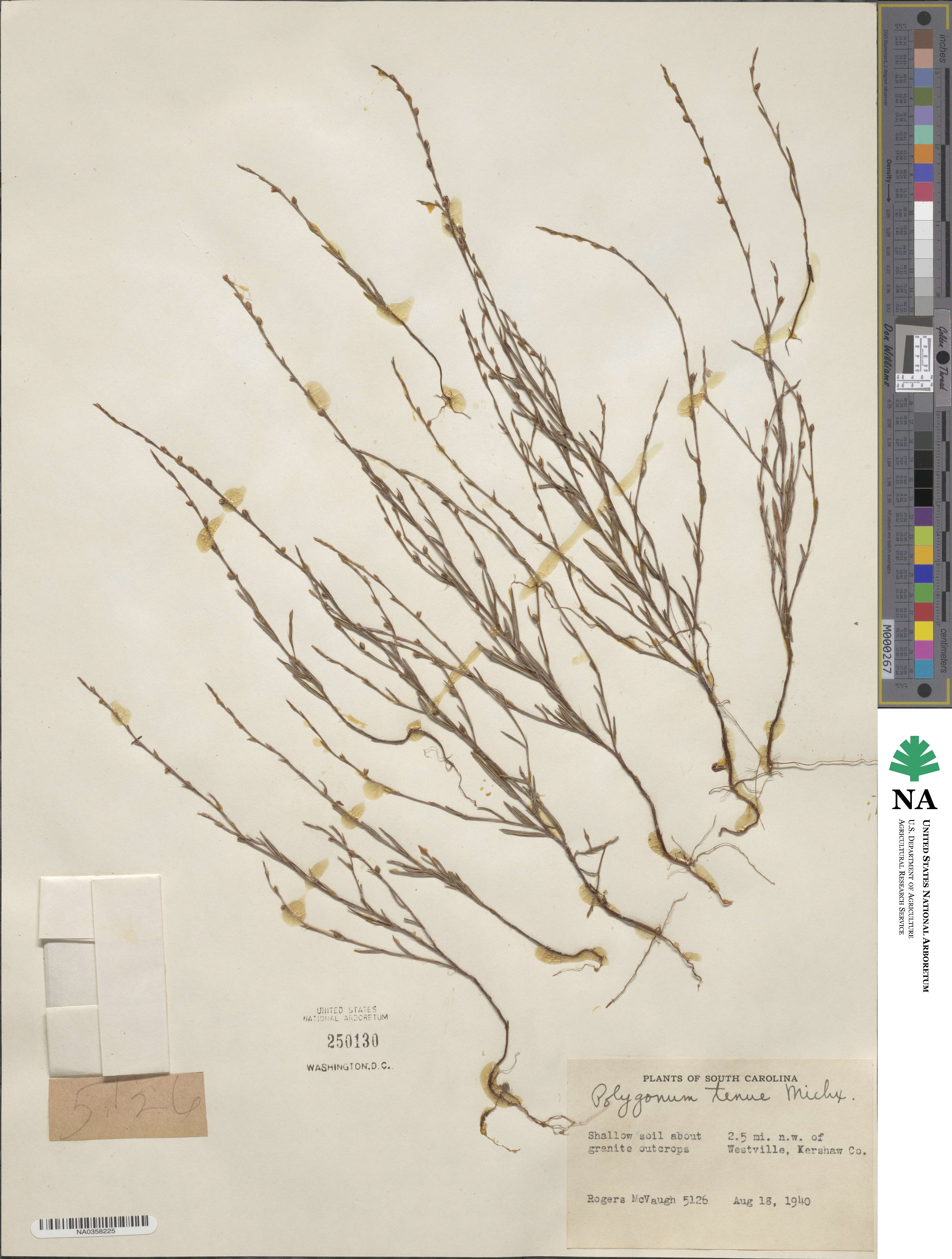 Polygonum tenue image