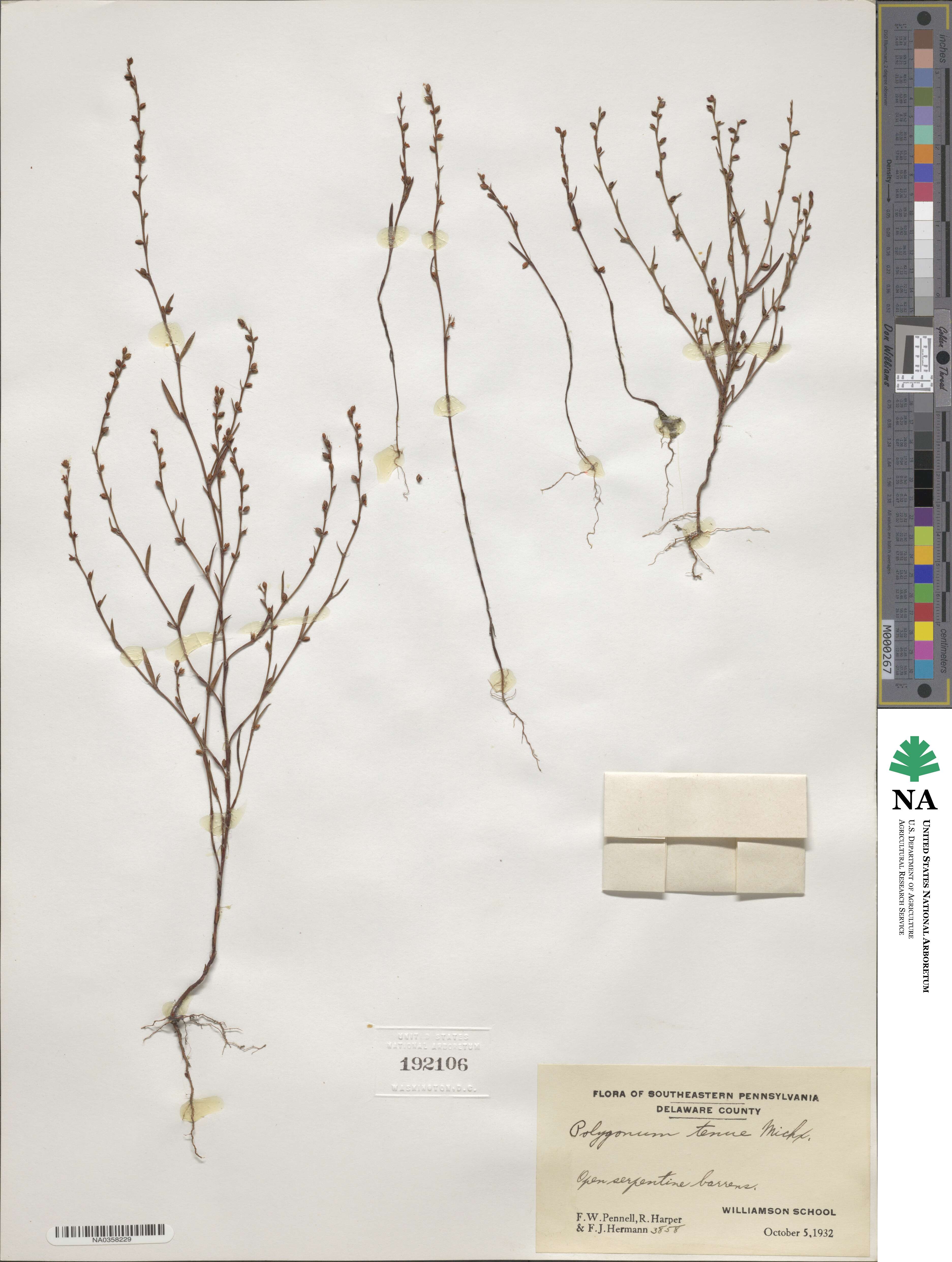 Polygonum tenue image