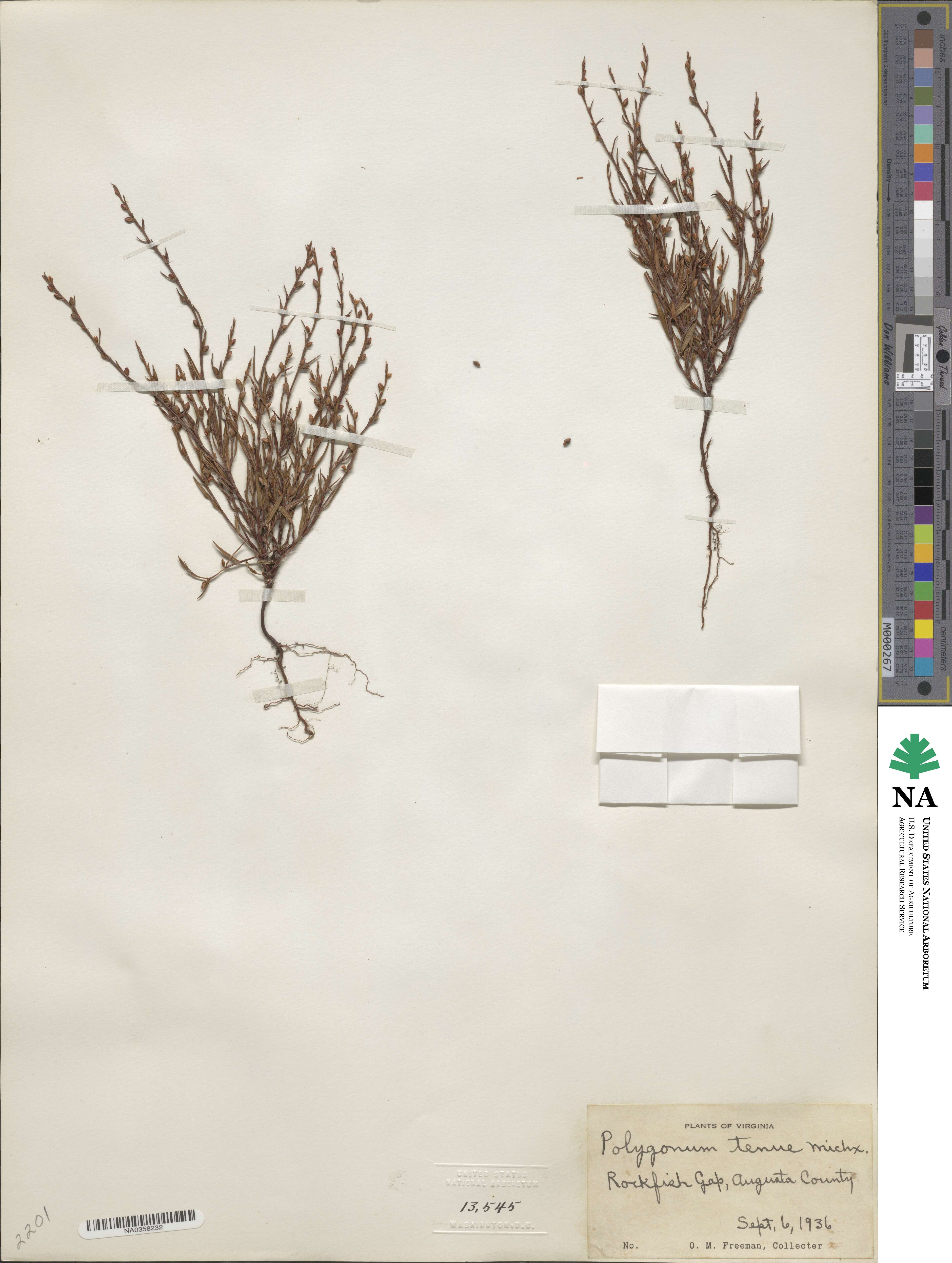 Polygonum tenue image