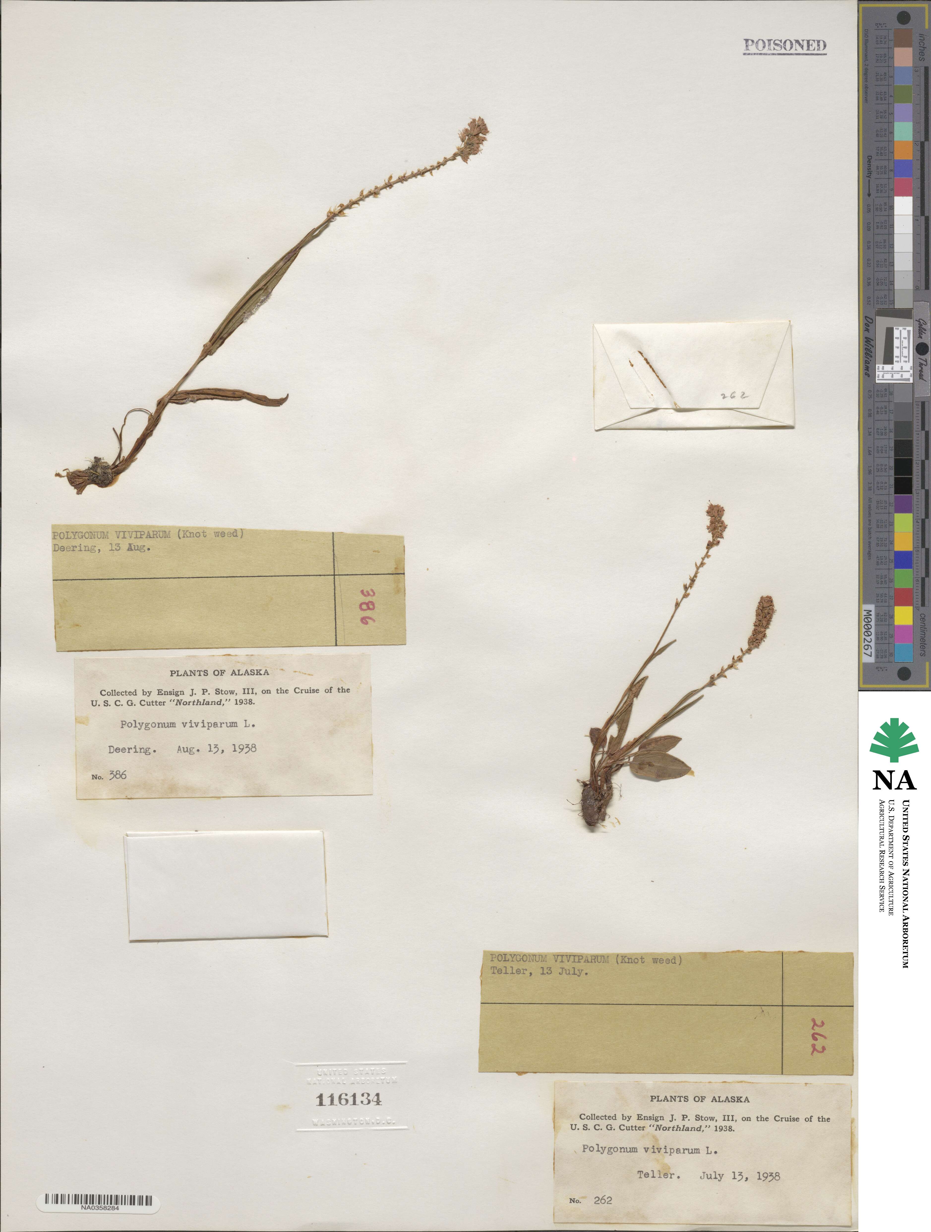 Bistorta vivipara image