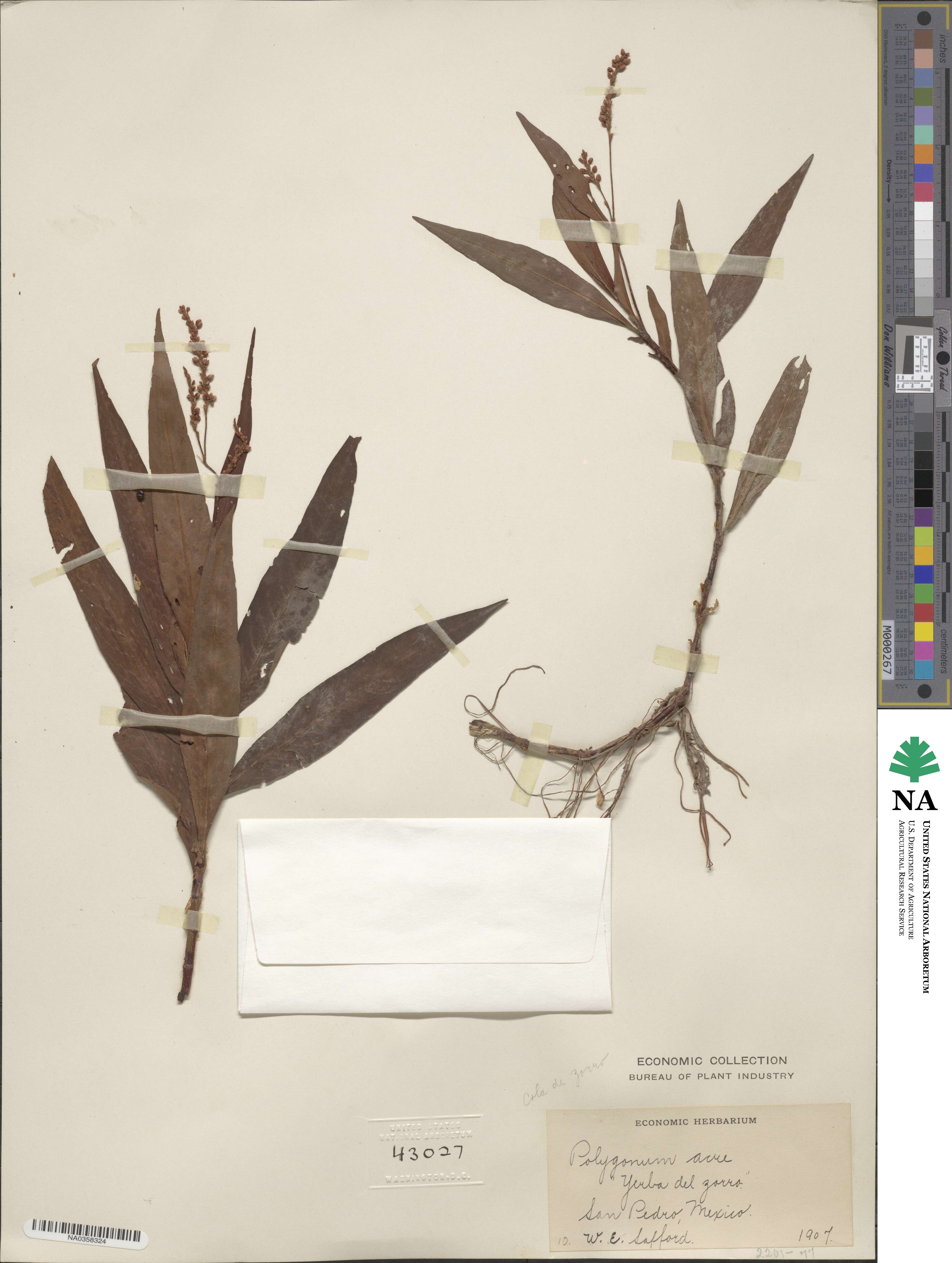 Persicaria hydropiper image