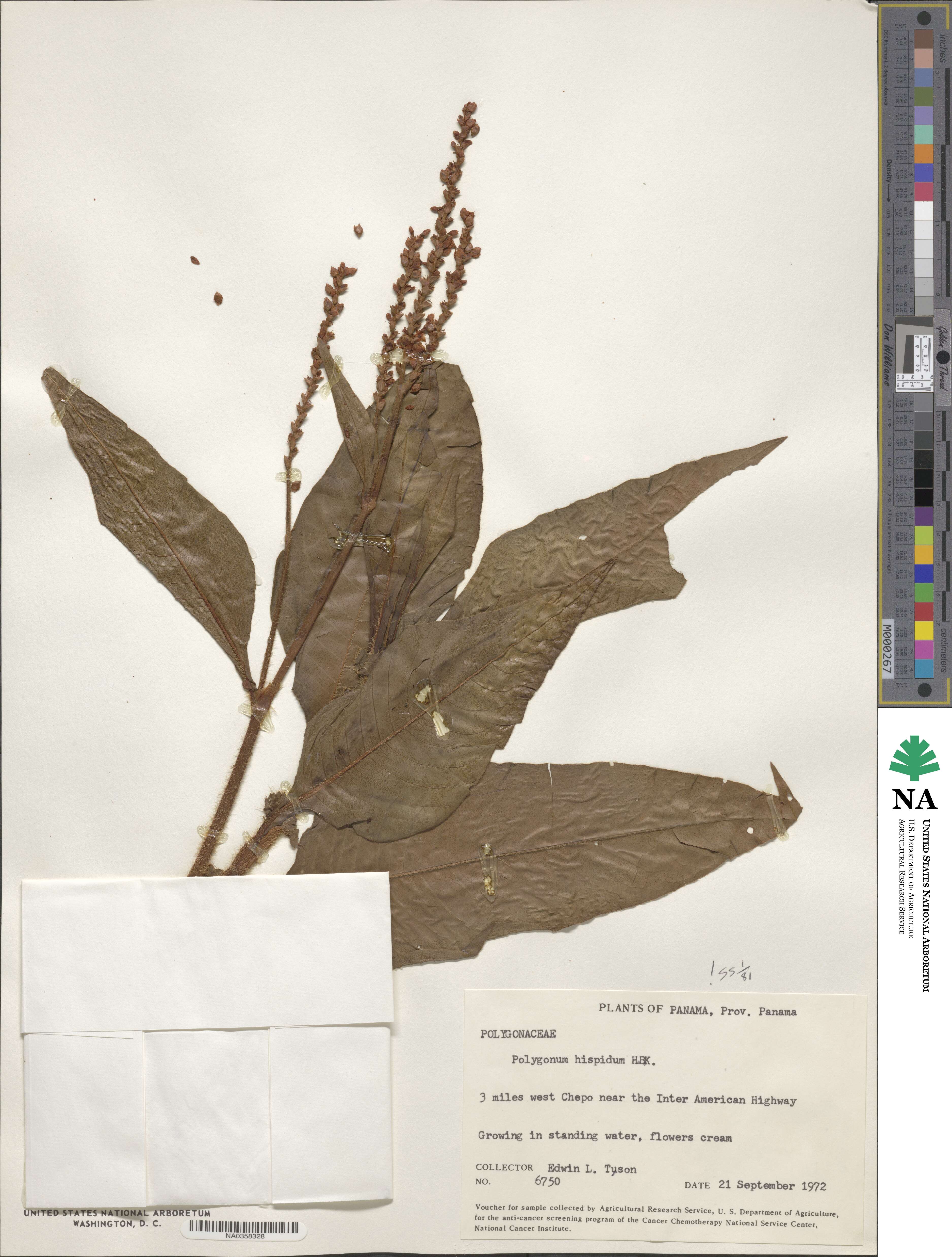 Polygonum hispidum image