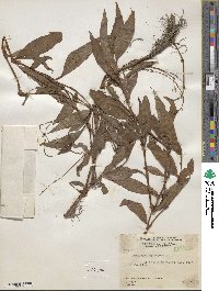 Polygonum punctatum image