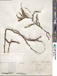 Polygonum punctatum image