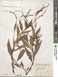 Polygonum punctatum image