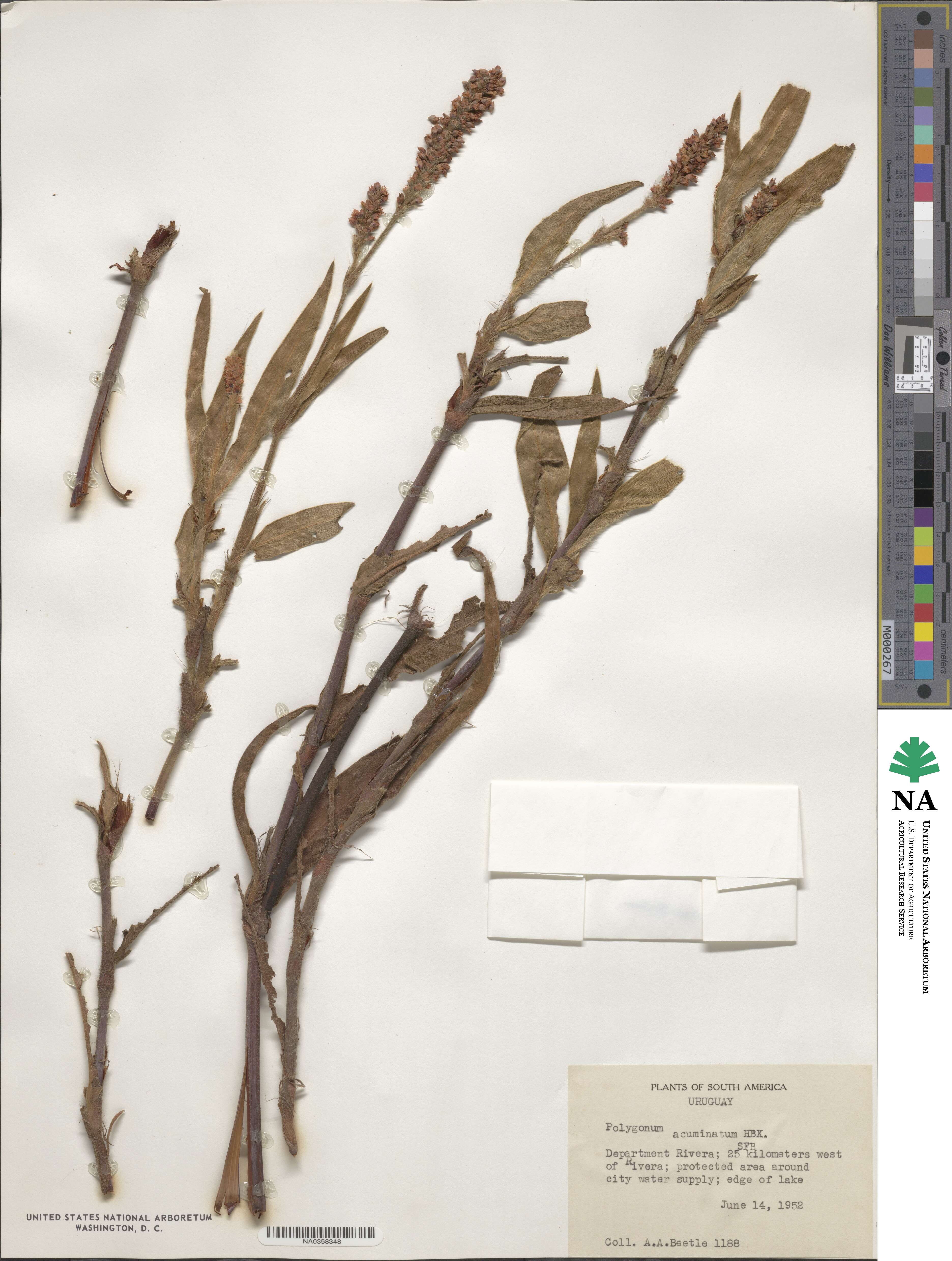 Polygonum acuminatum image