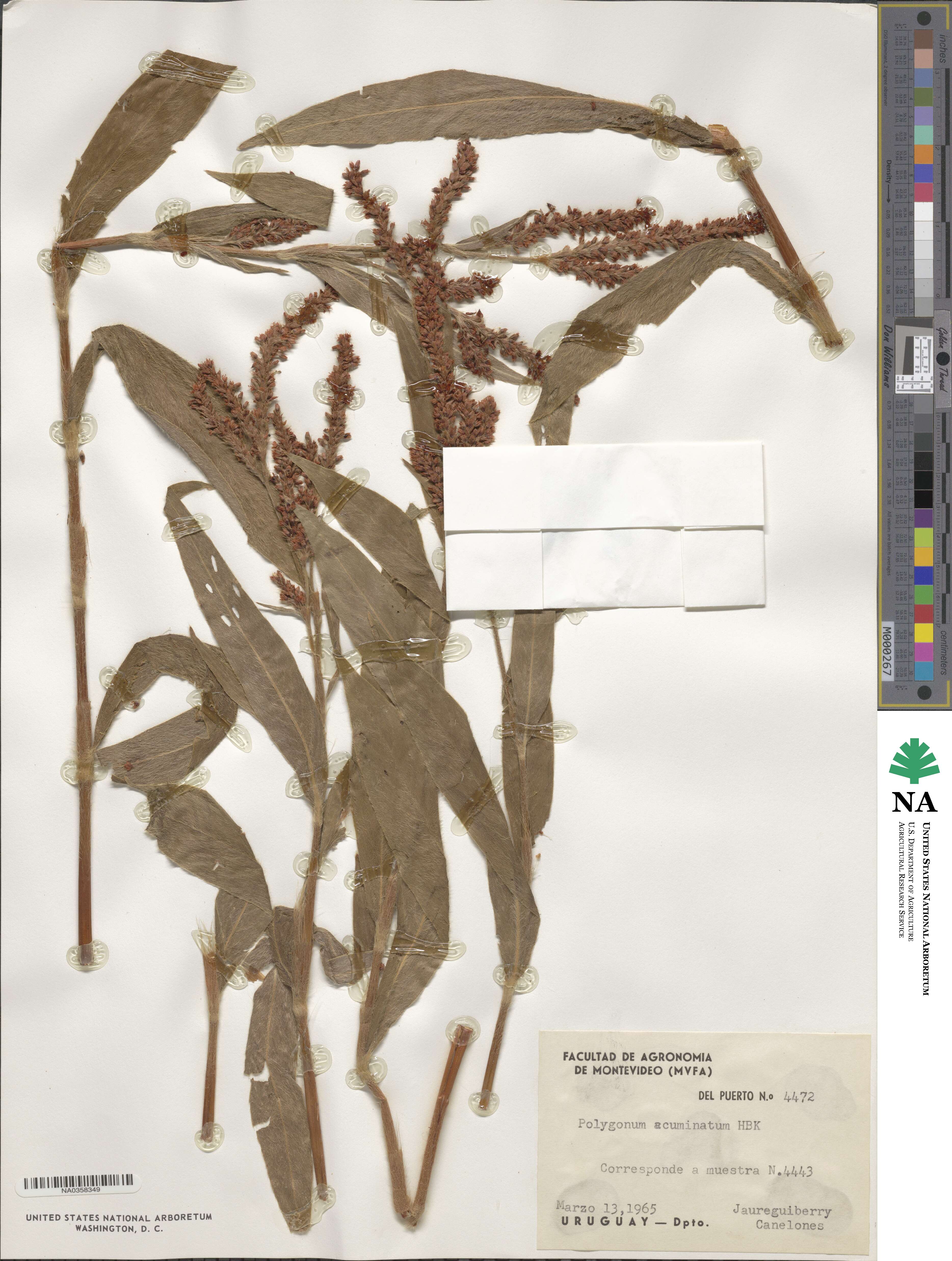 Polygonum acuminatum image