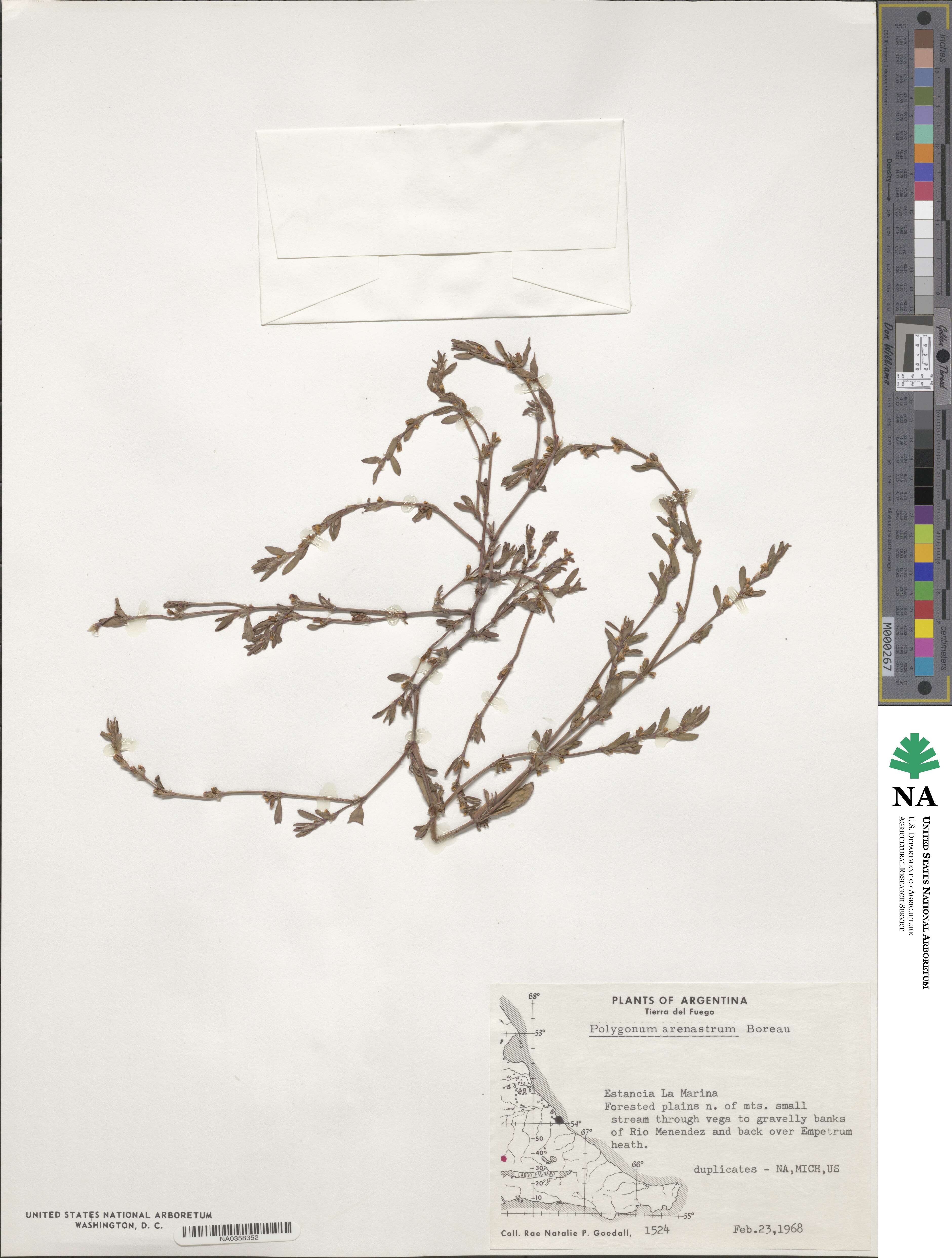 Polygonum arenastrum image