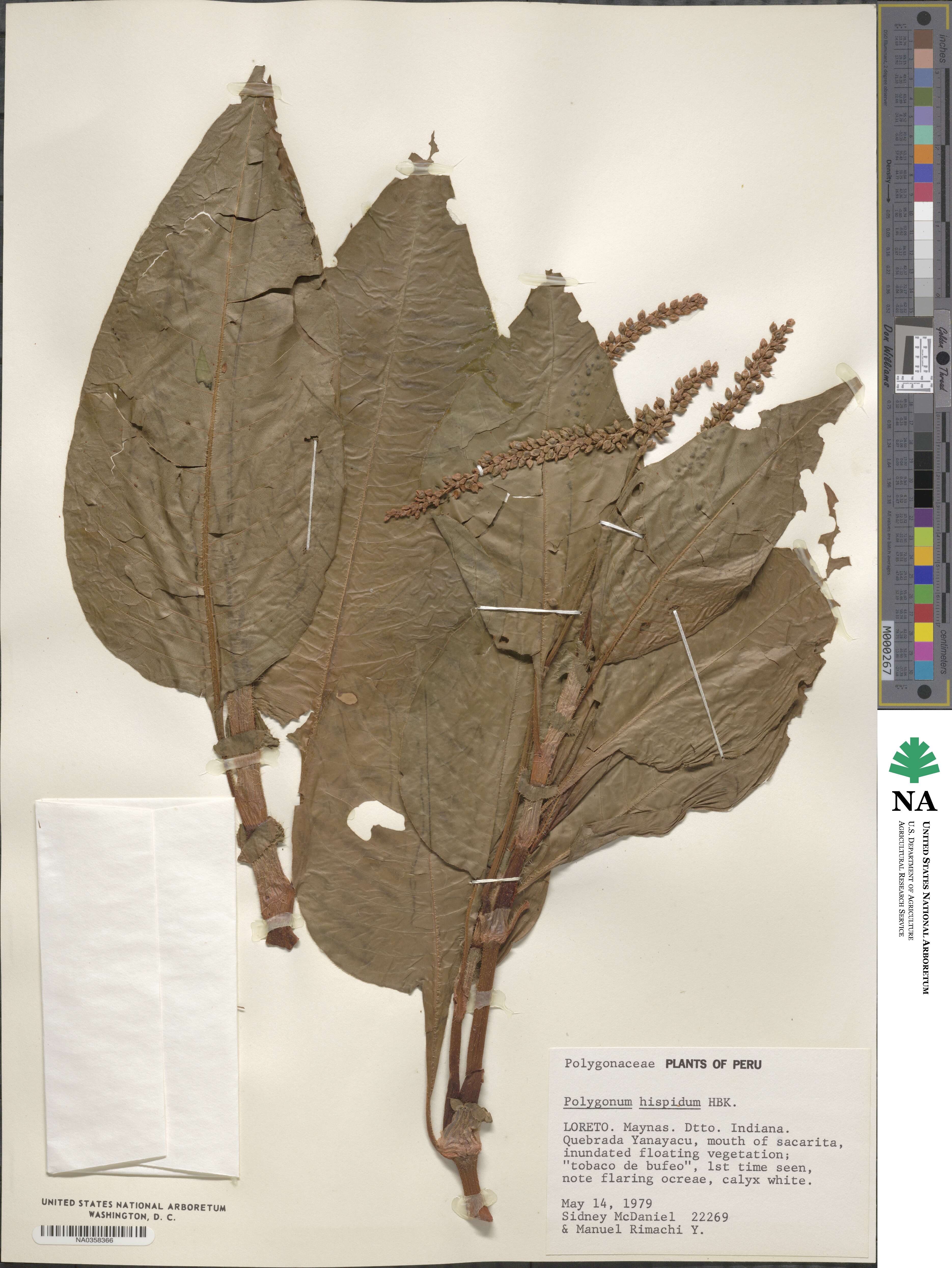 Polygonum hispidum image