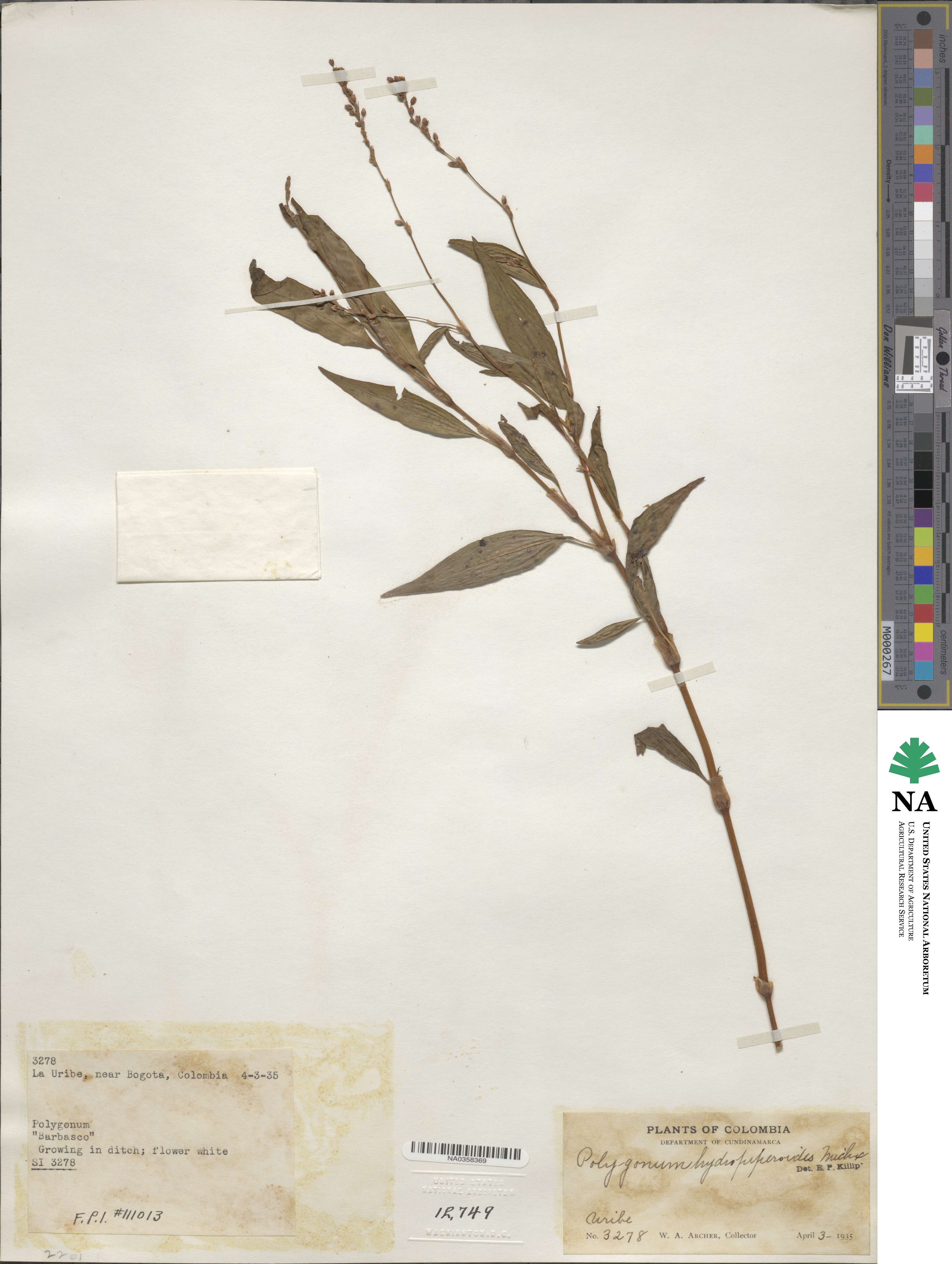 Persicaria hydropiperoides image