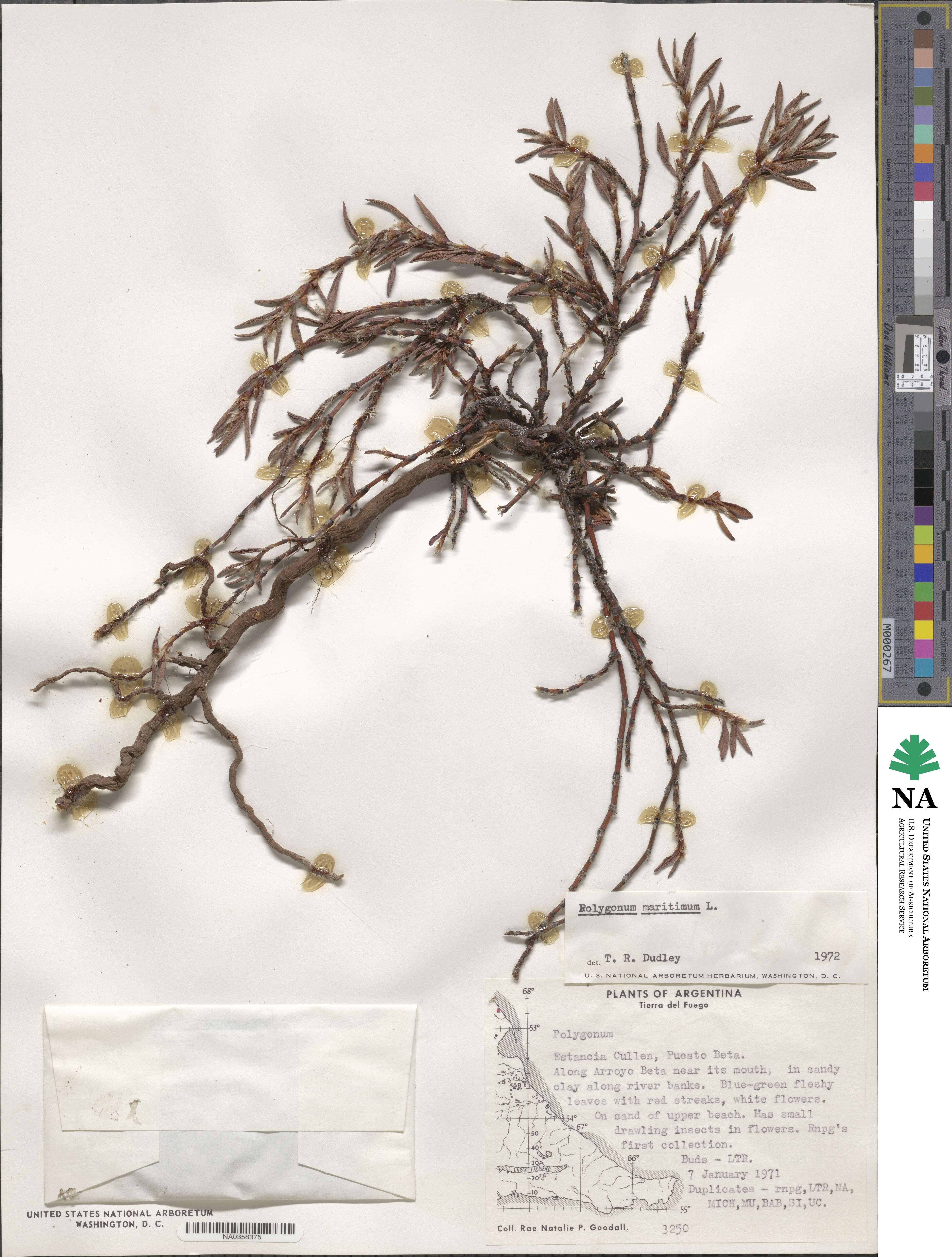 Polygonum maritimum image