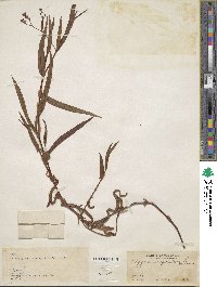 Polygonum punctatum image