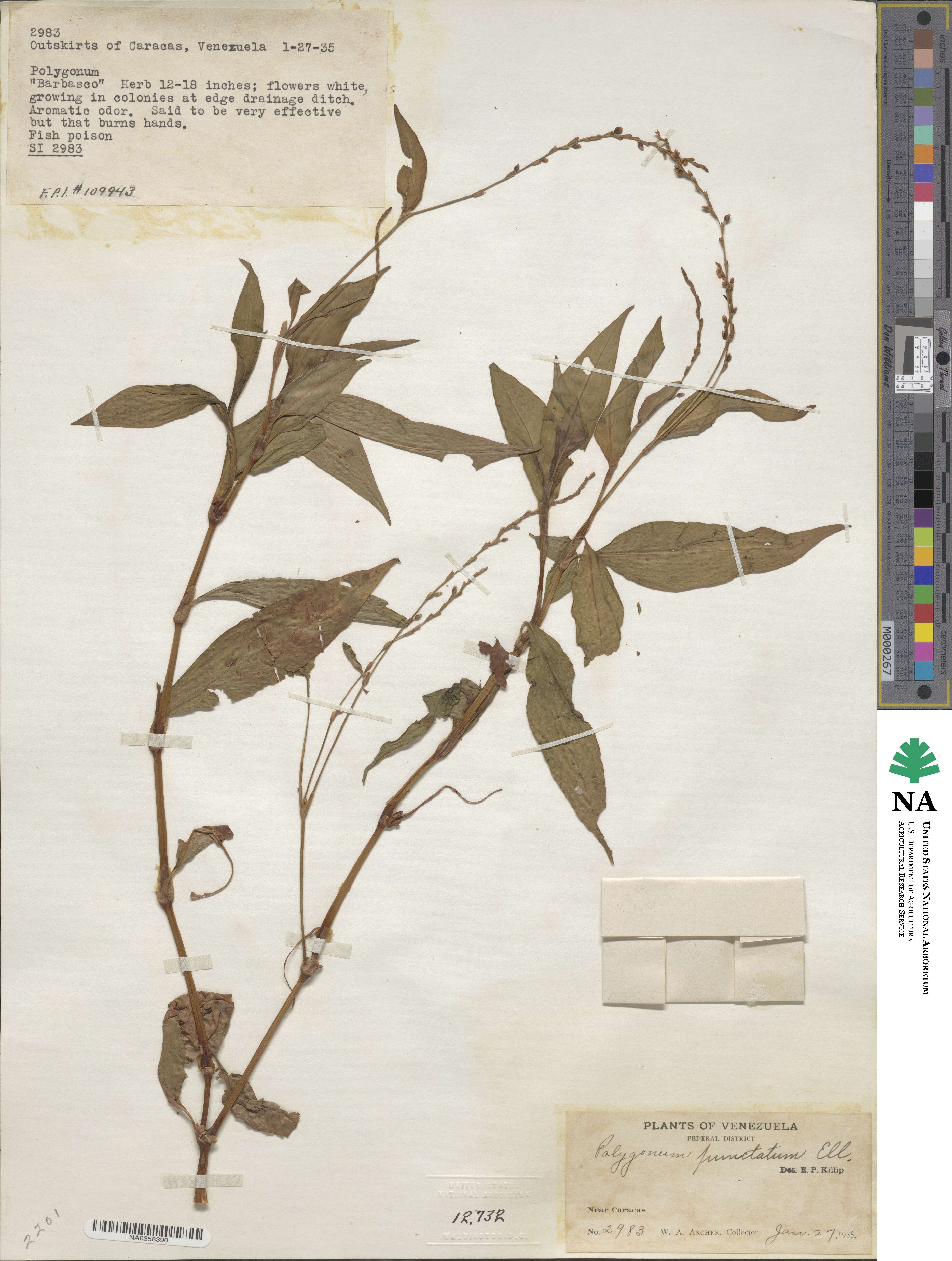 Polygonum punctatum image