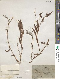 Polygonum punctatum image