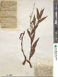 Polygonum punctatum image