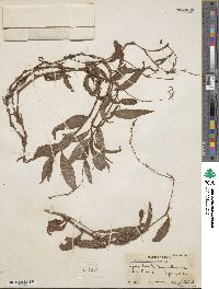 Polygonum punctatum image