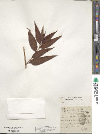 Bistorta officinalis image