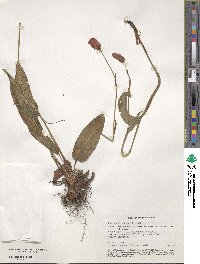 Bistorta officinalis image