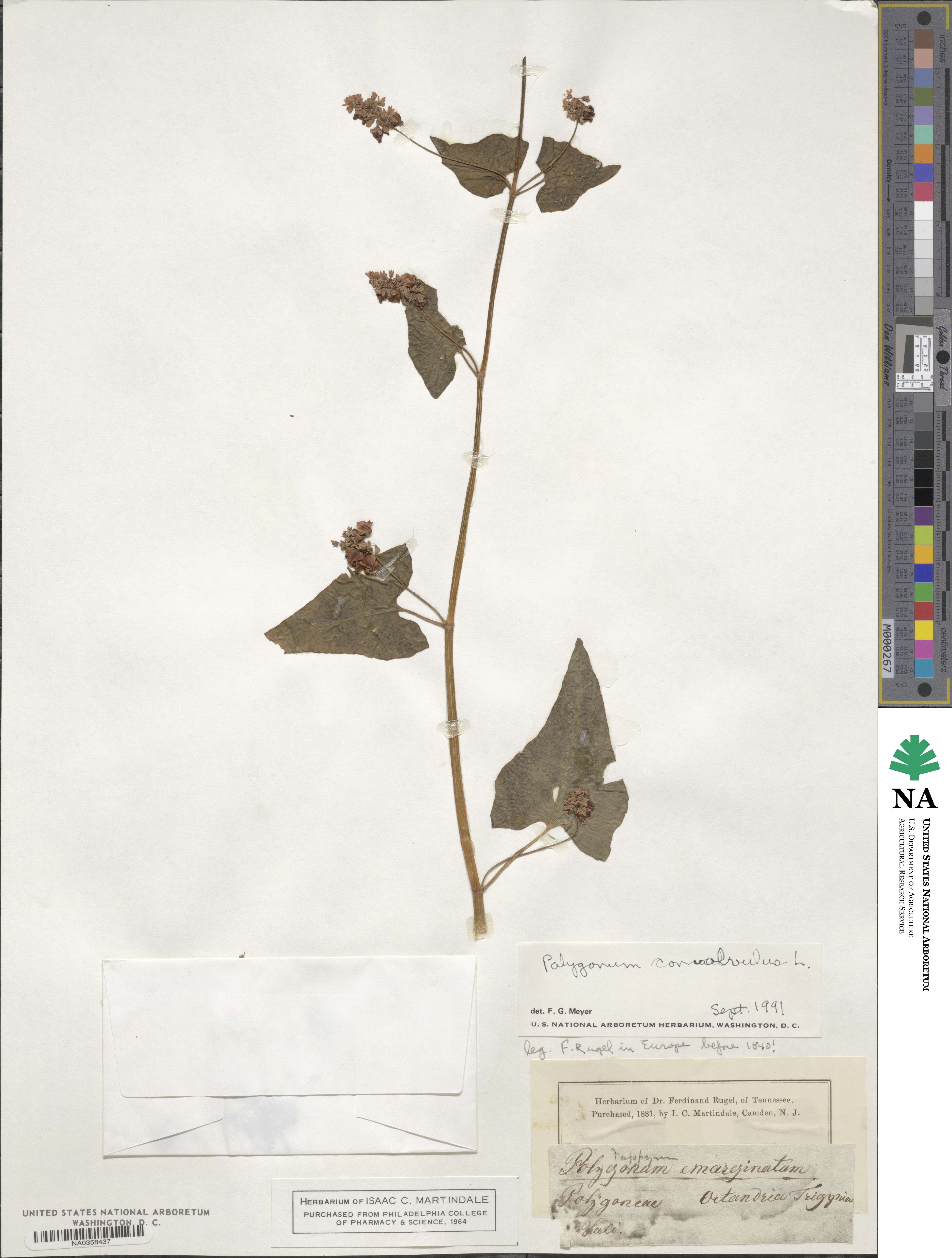 Fallopia convolvulus image