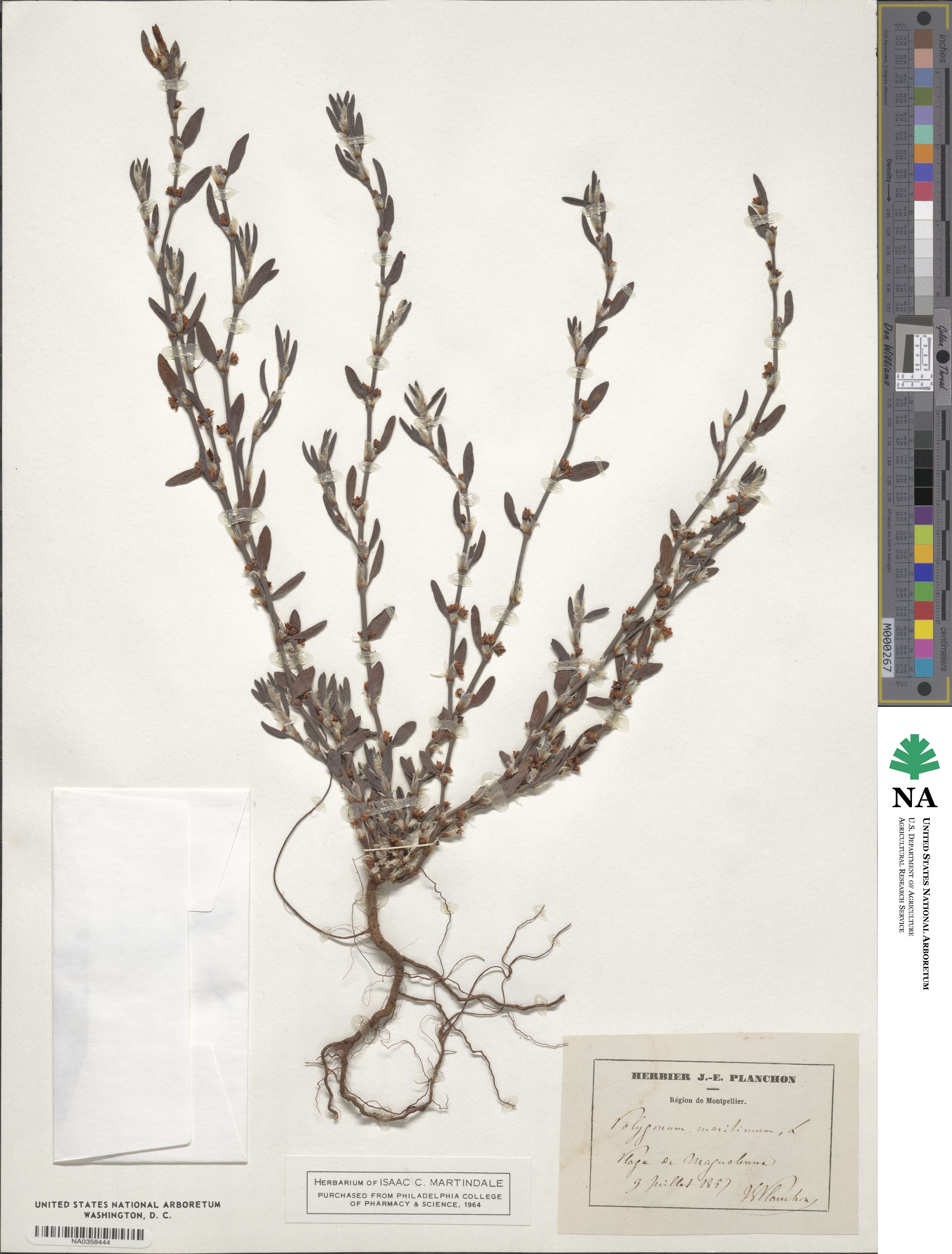 Polygonum maritimum image