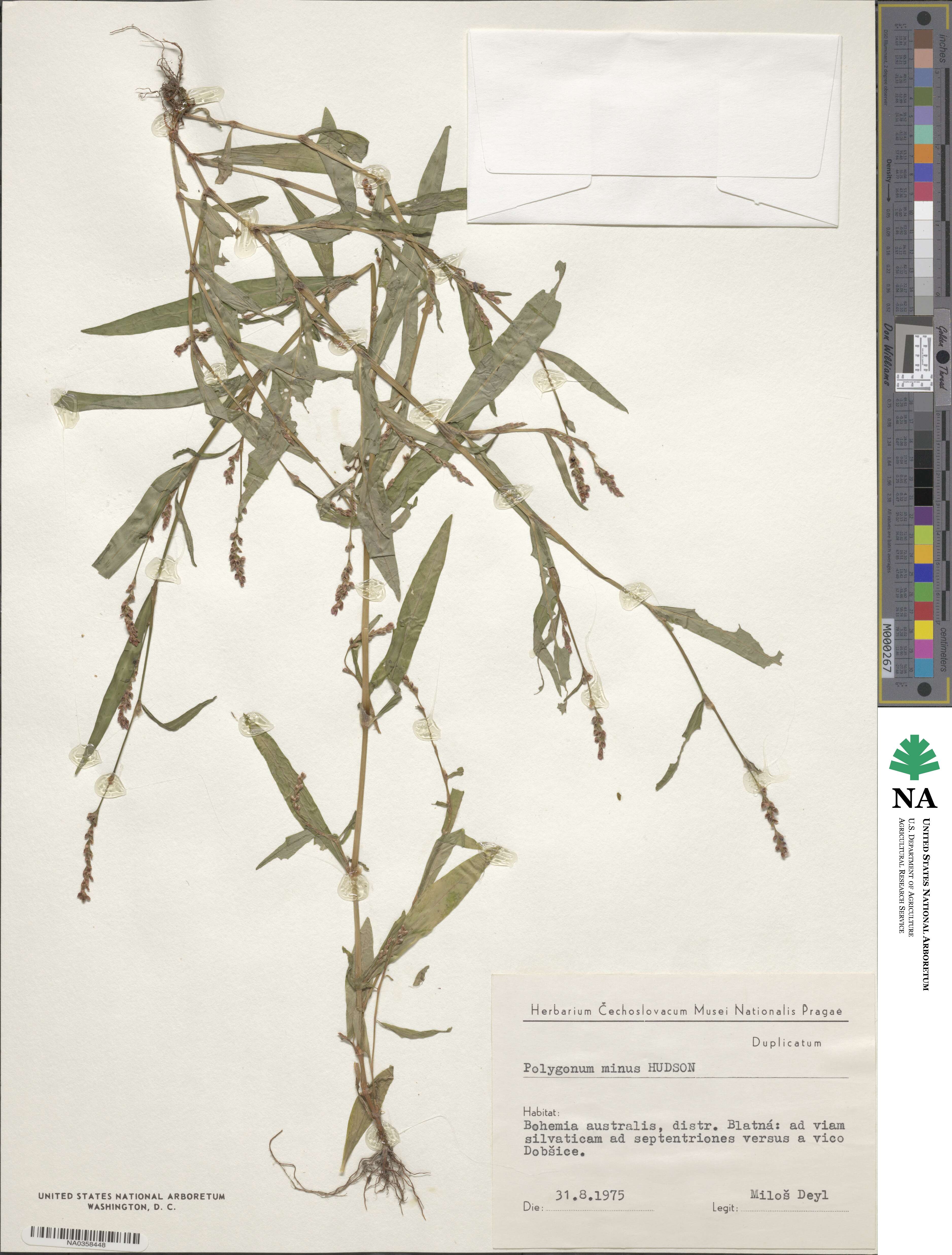 Polygonum minus image