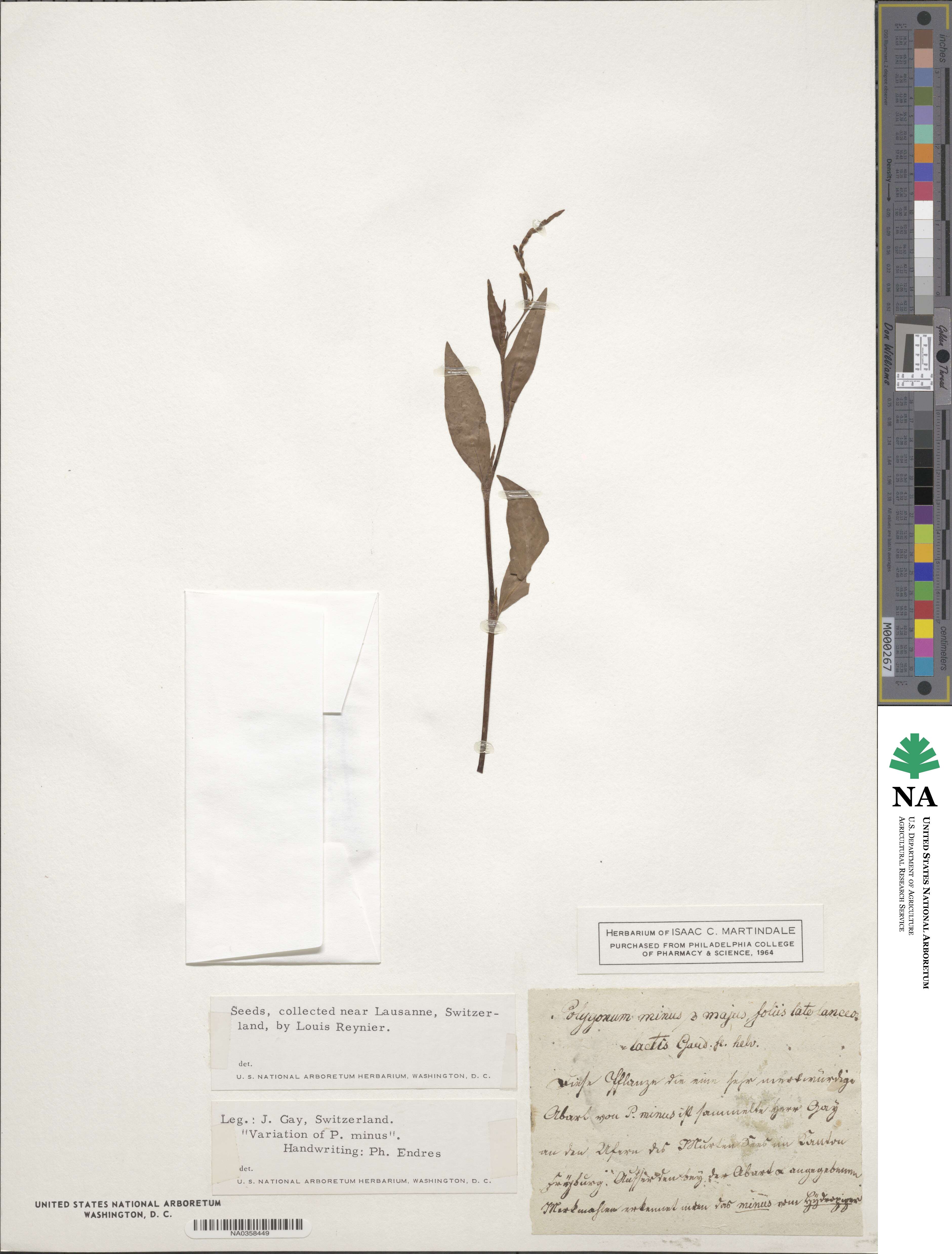 Polygonum minus image
