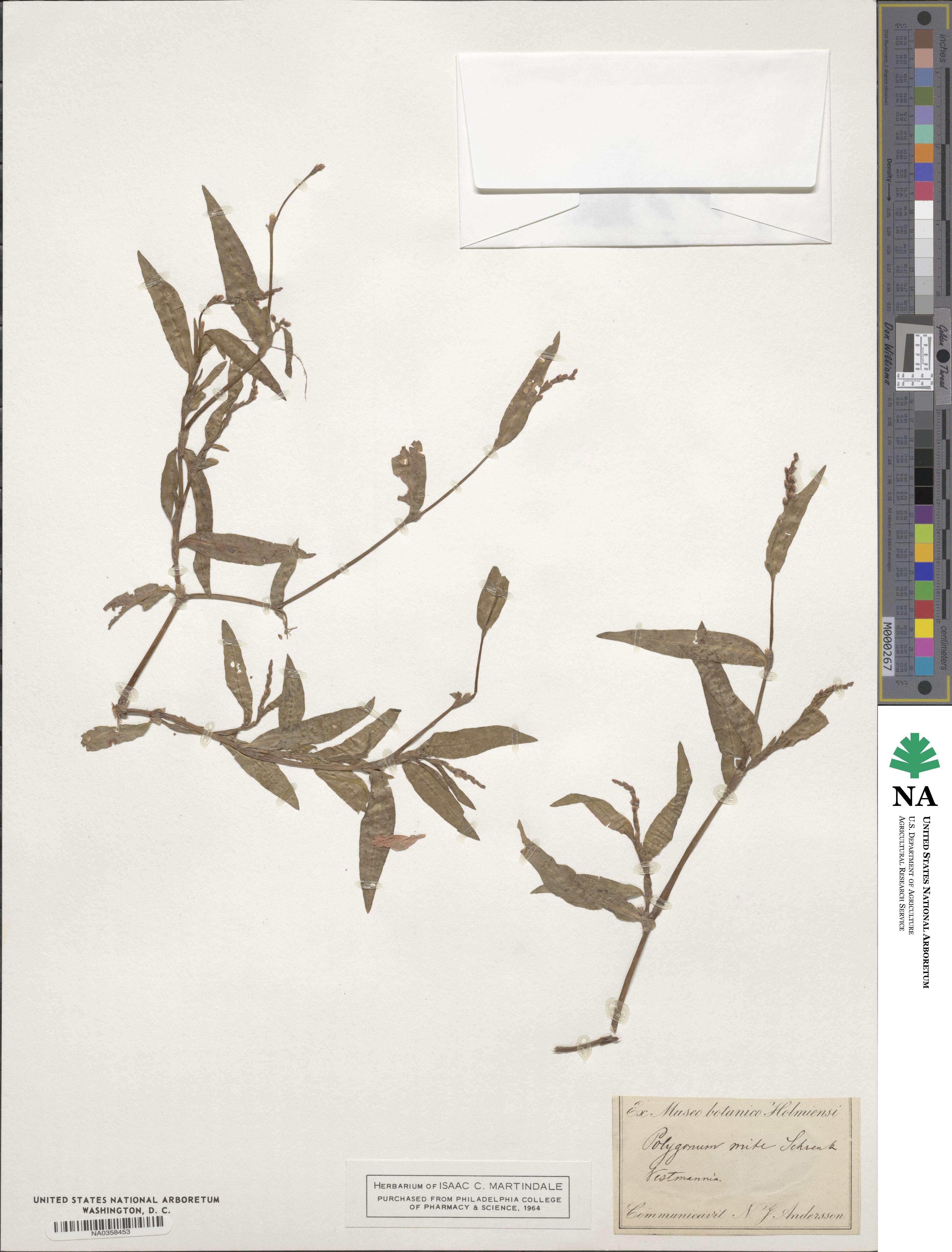 Persicaria hydropiper image