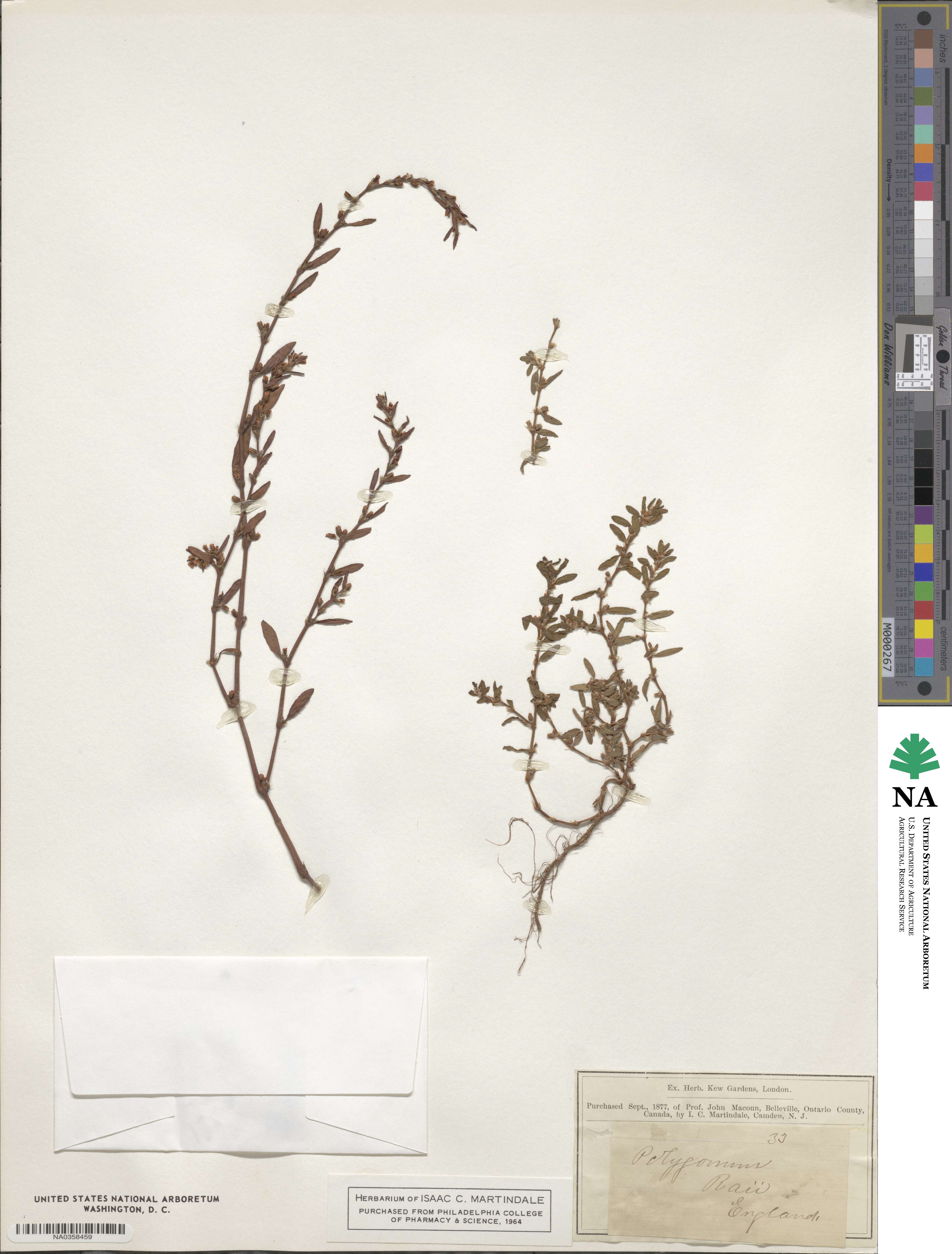 Polygonum raii image