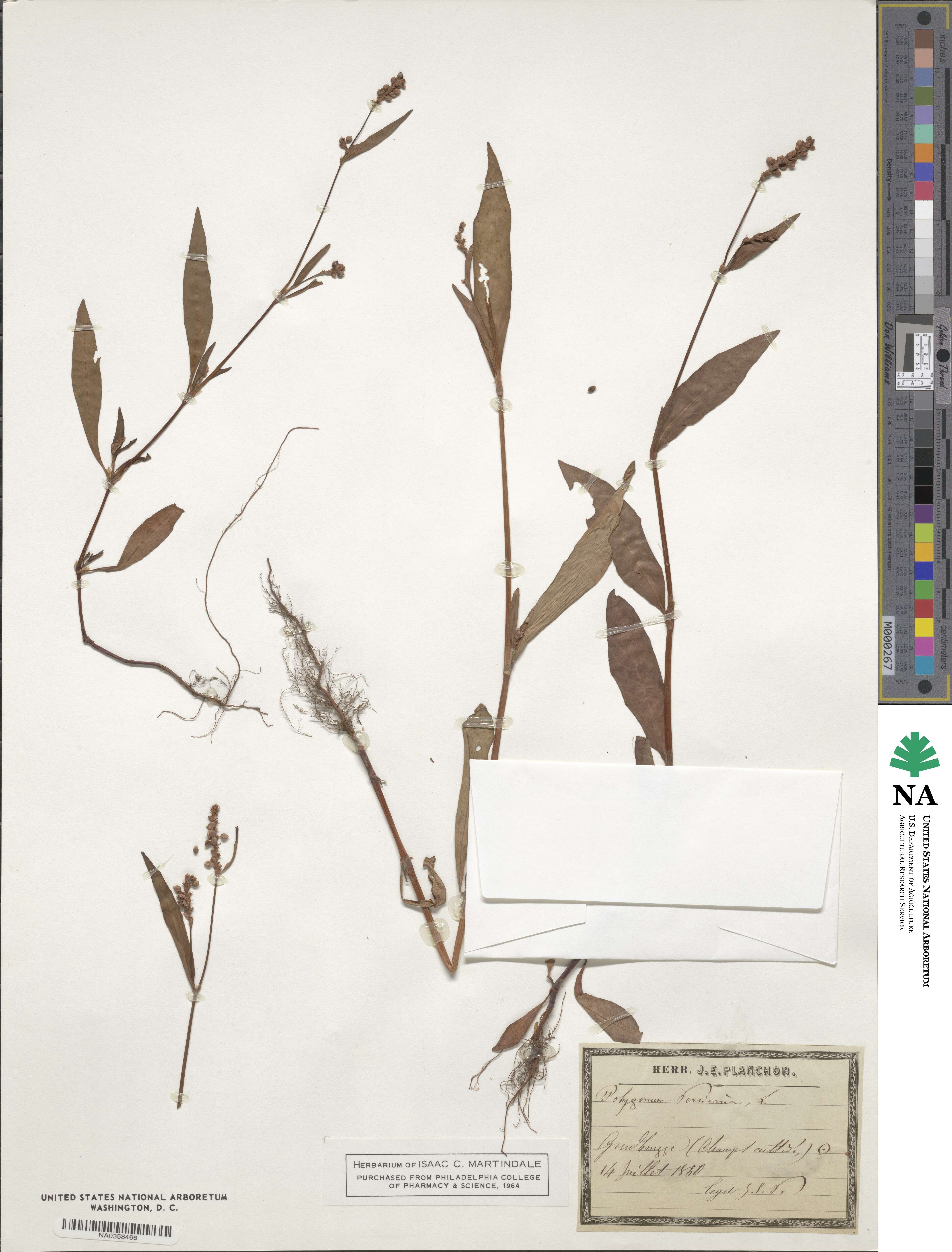 Polygonum persicaria image