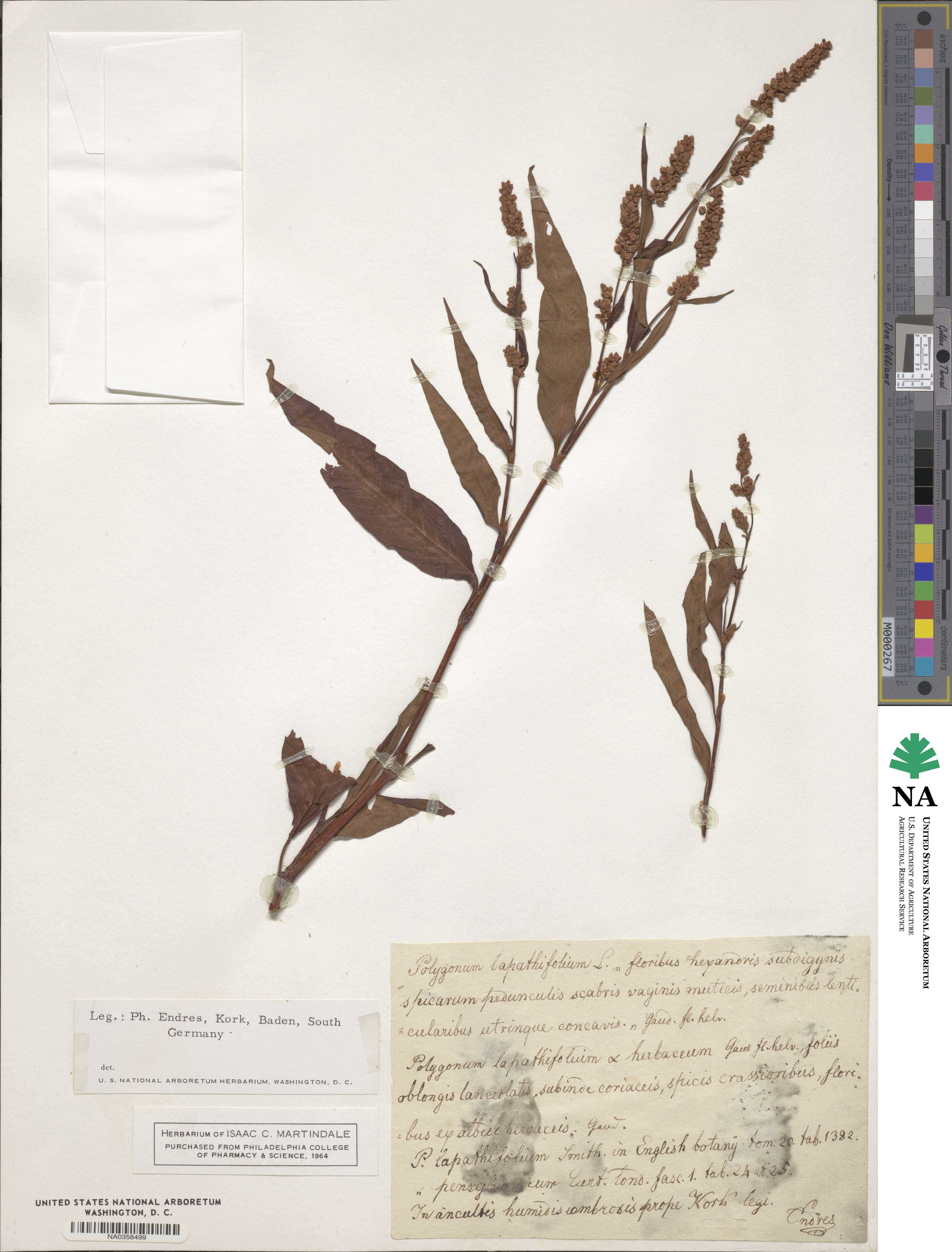 Polygonum lapathifolium image
