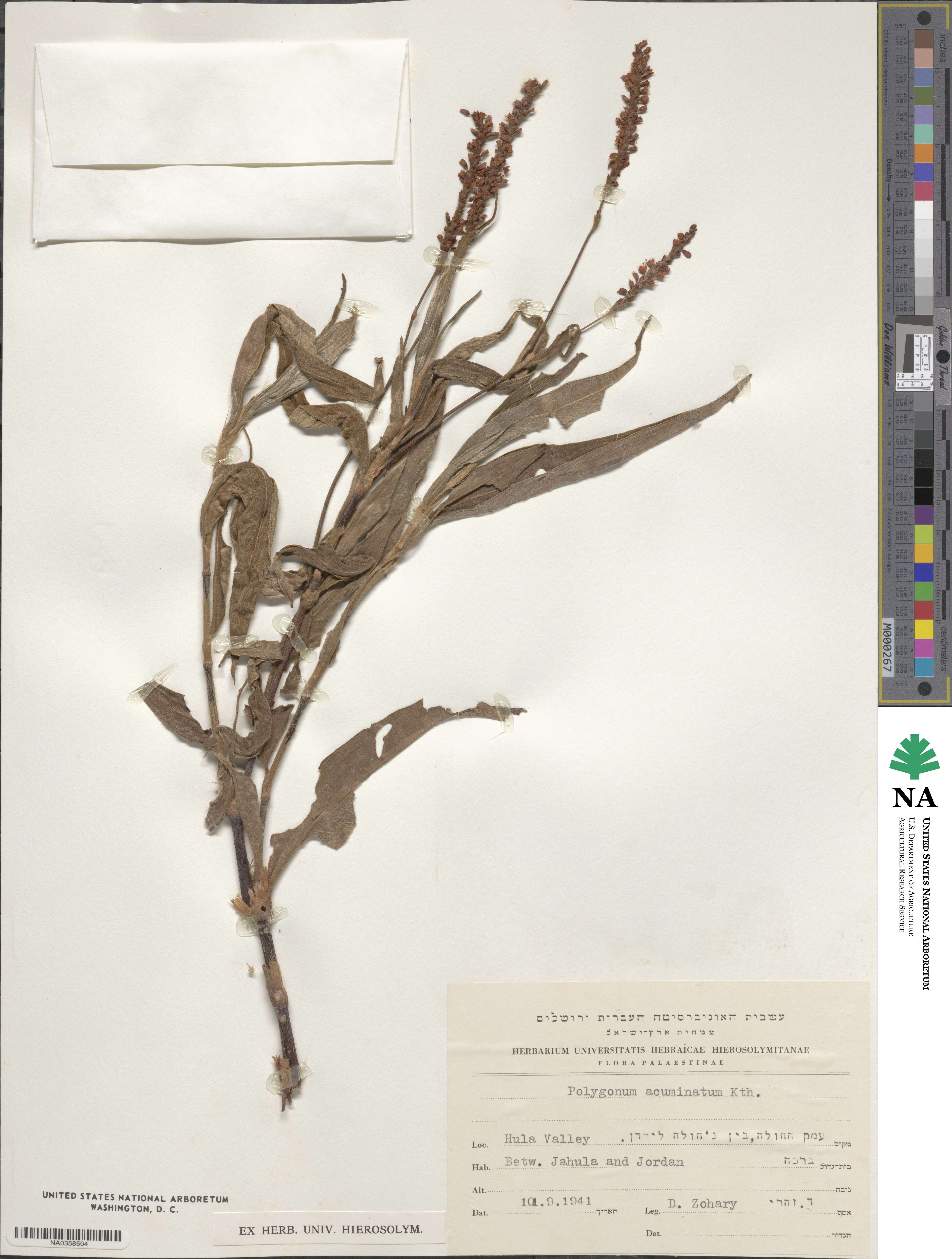 Polygonum acuminatum image