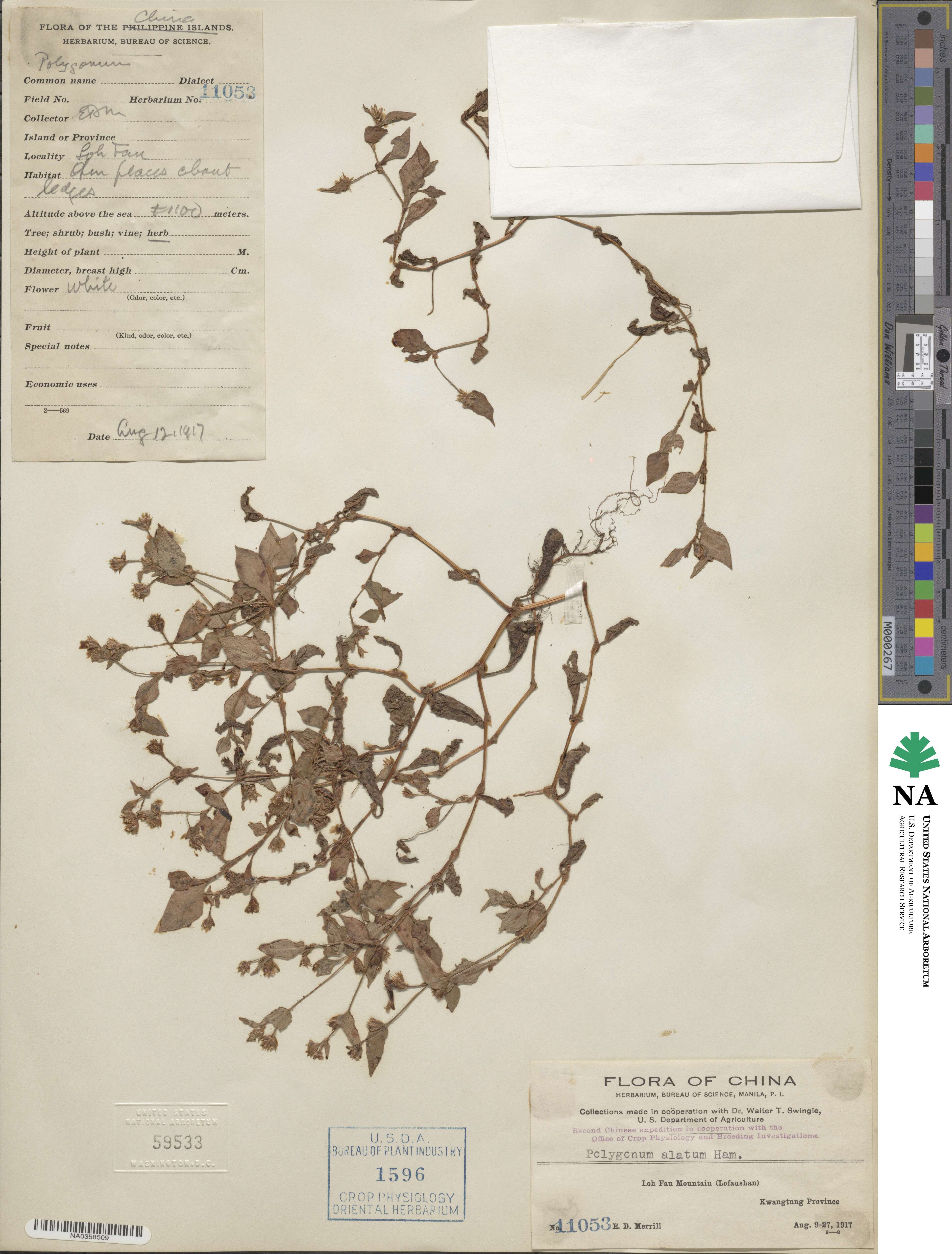 Polygonum alatum image