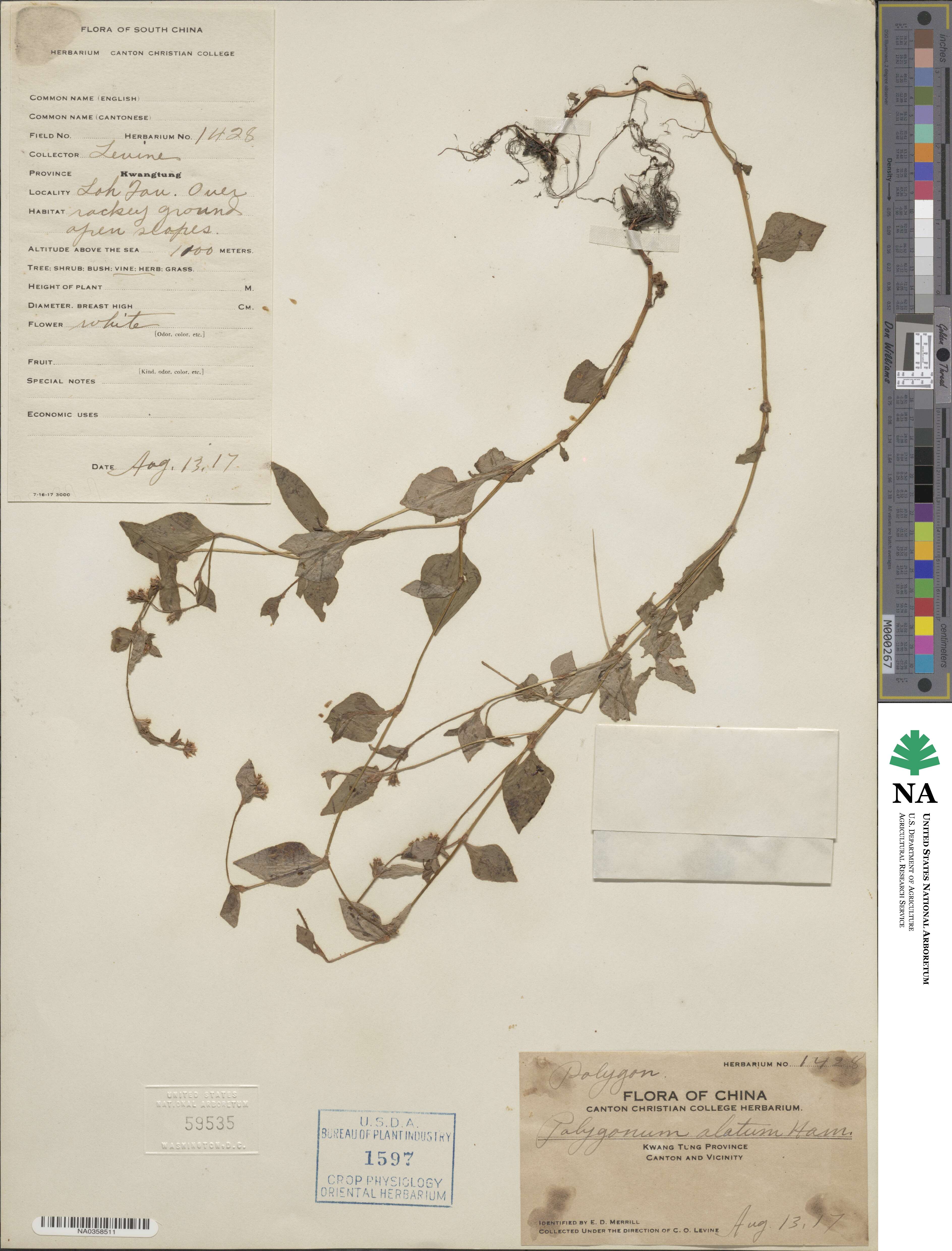 Polygonum alatum image