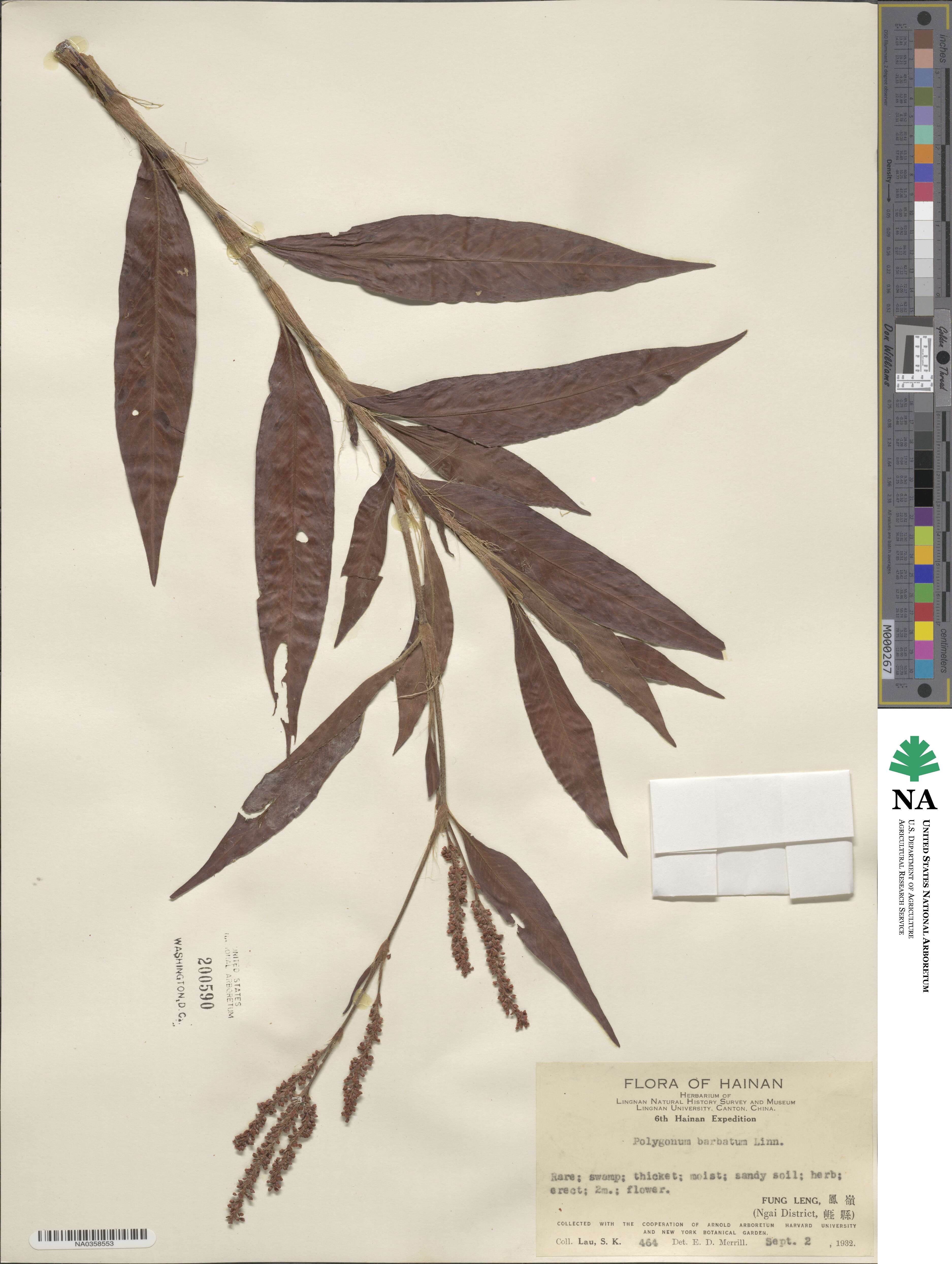 Polygonum barbatum image