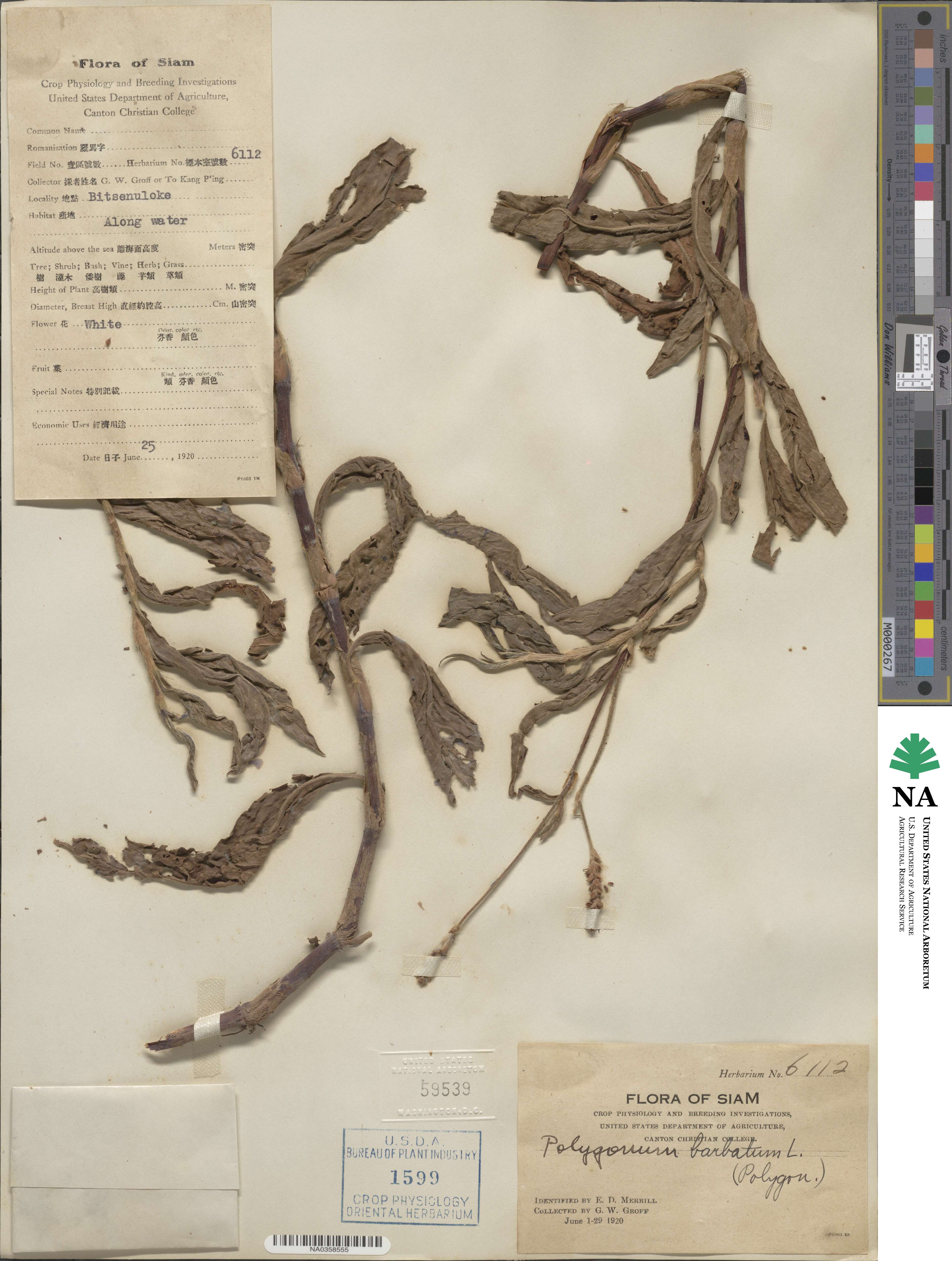 Polygonum barbatum image