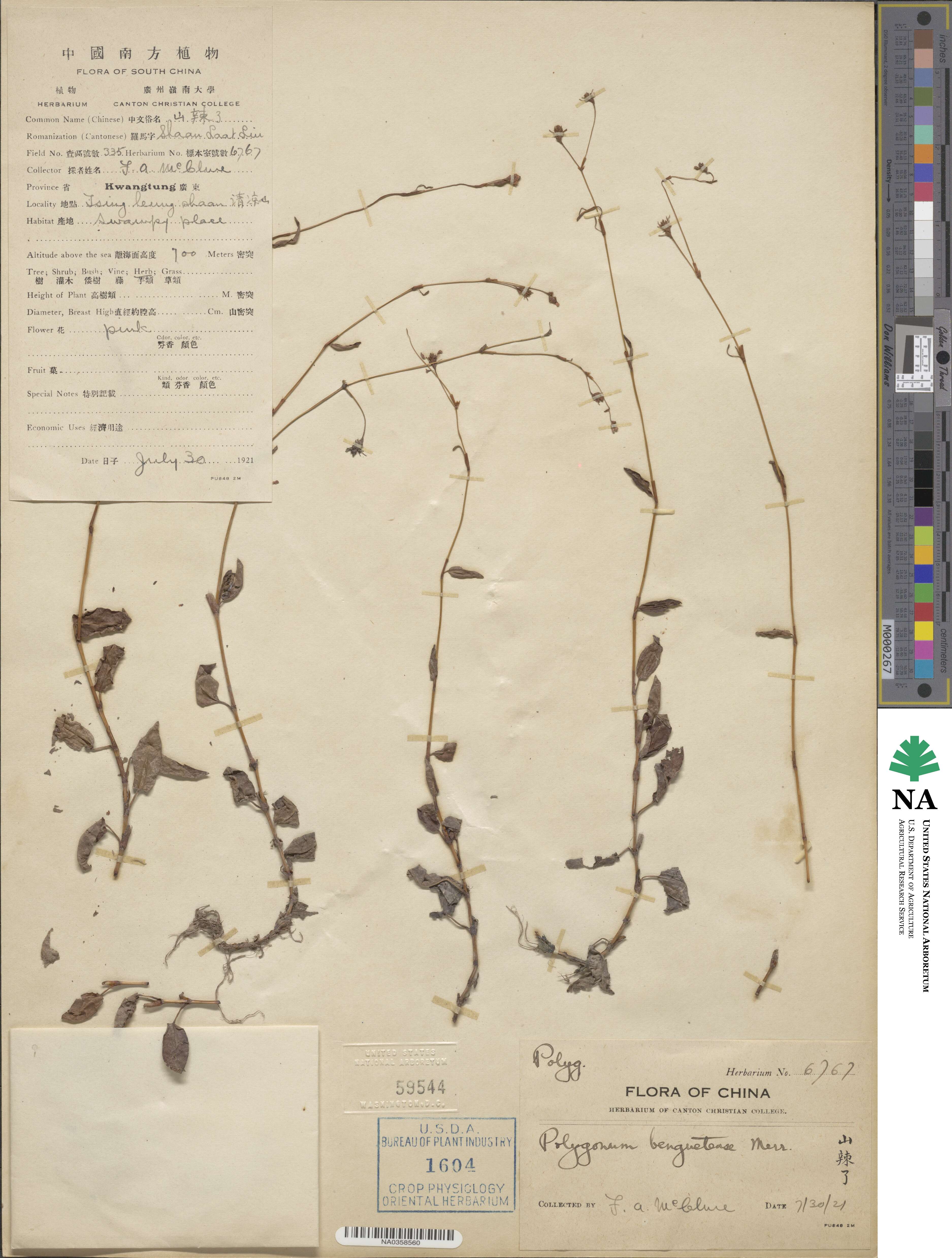Persicaria muricata image