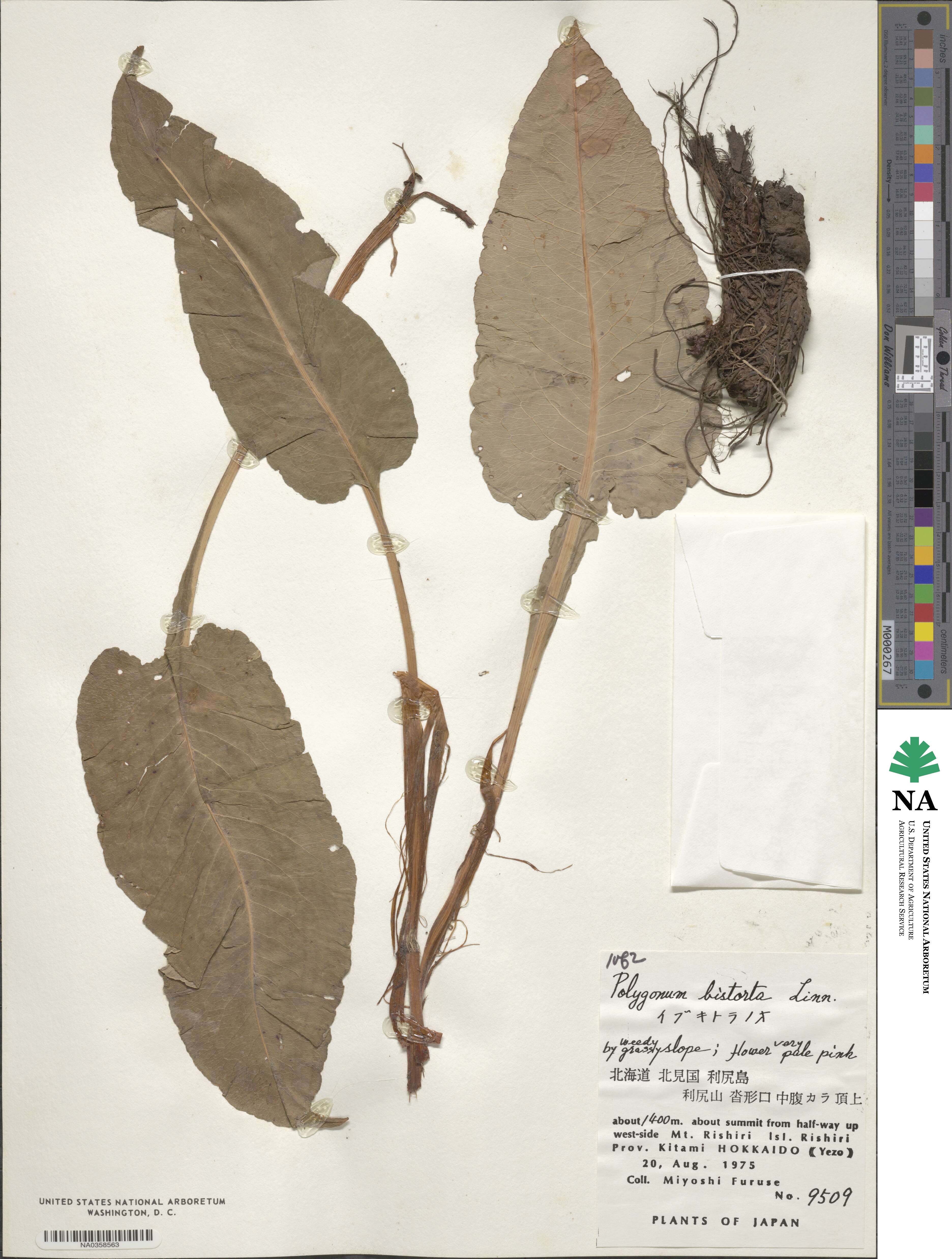 Polygonum bistorta image