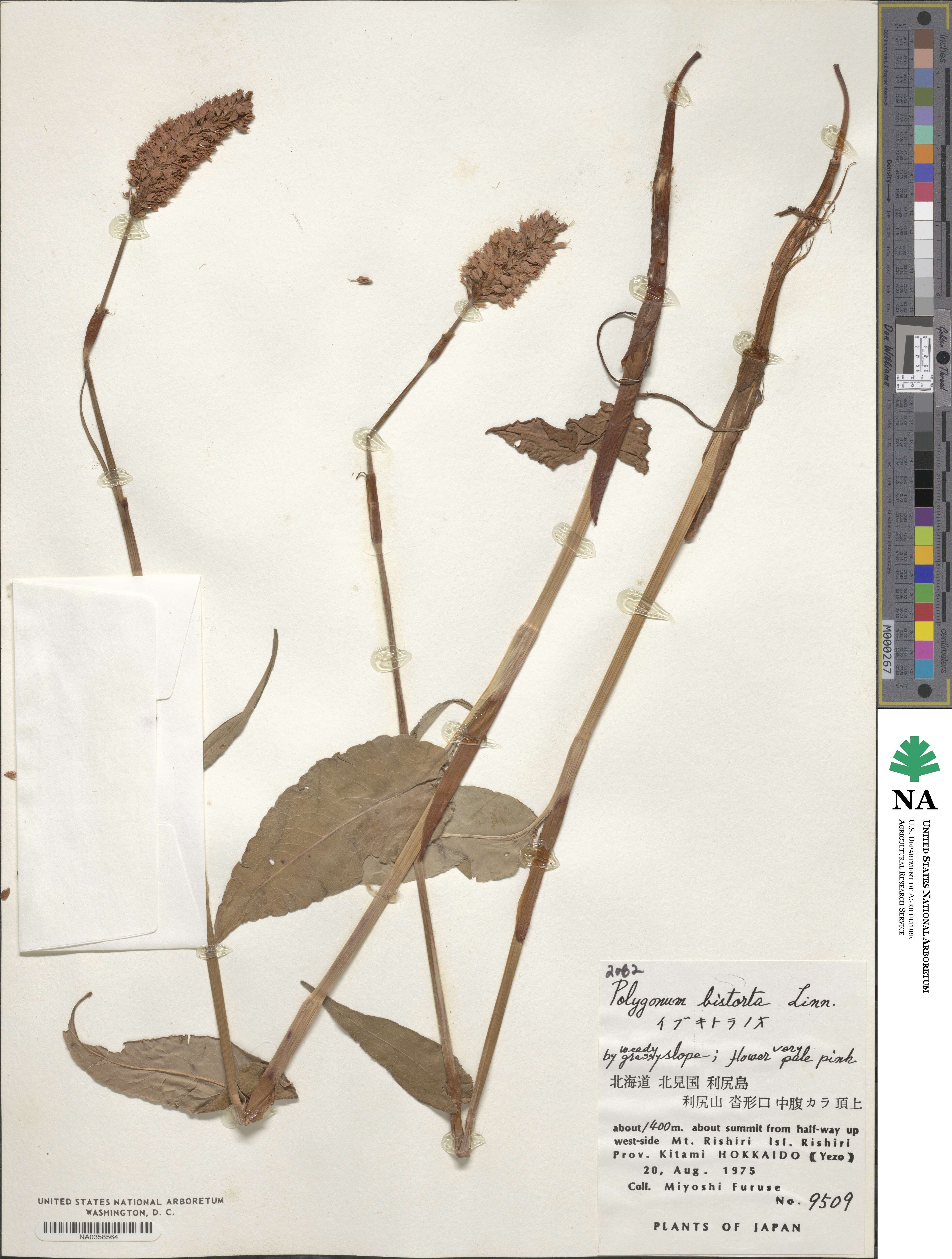 Polygonum bistorta image