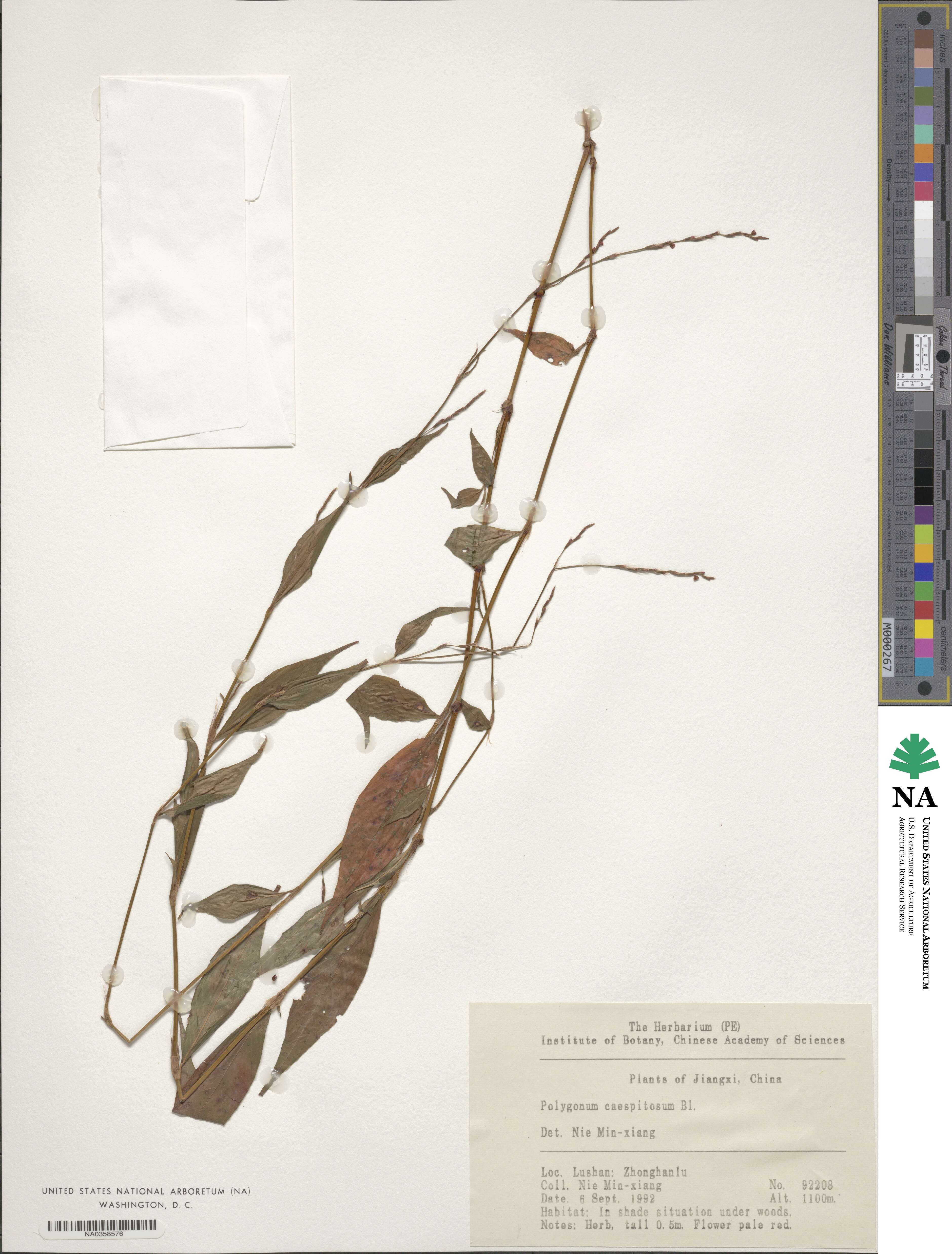 Persicaria posumbu subsp. posumbu image