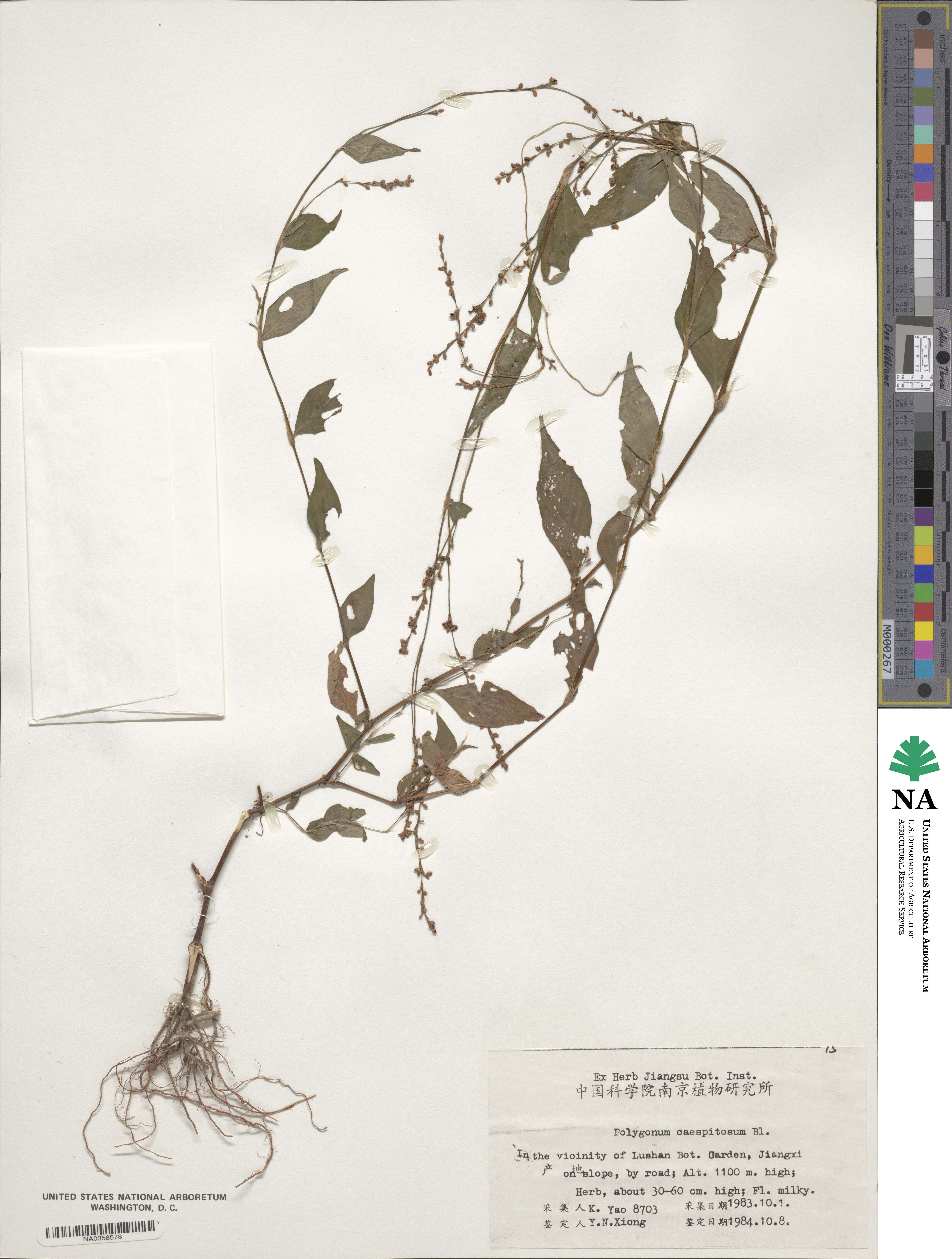 Persicaria posumbu image