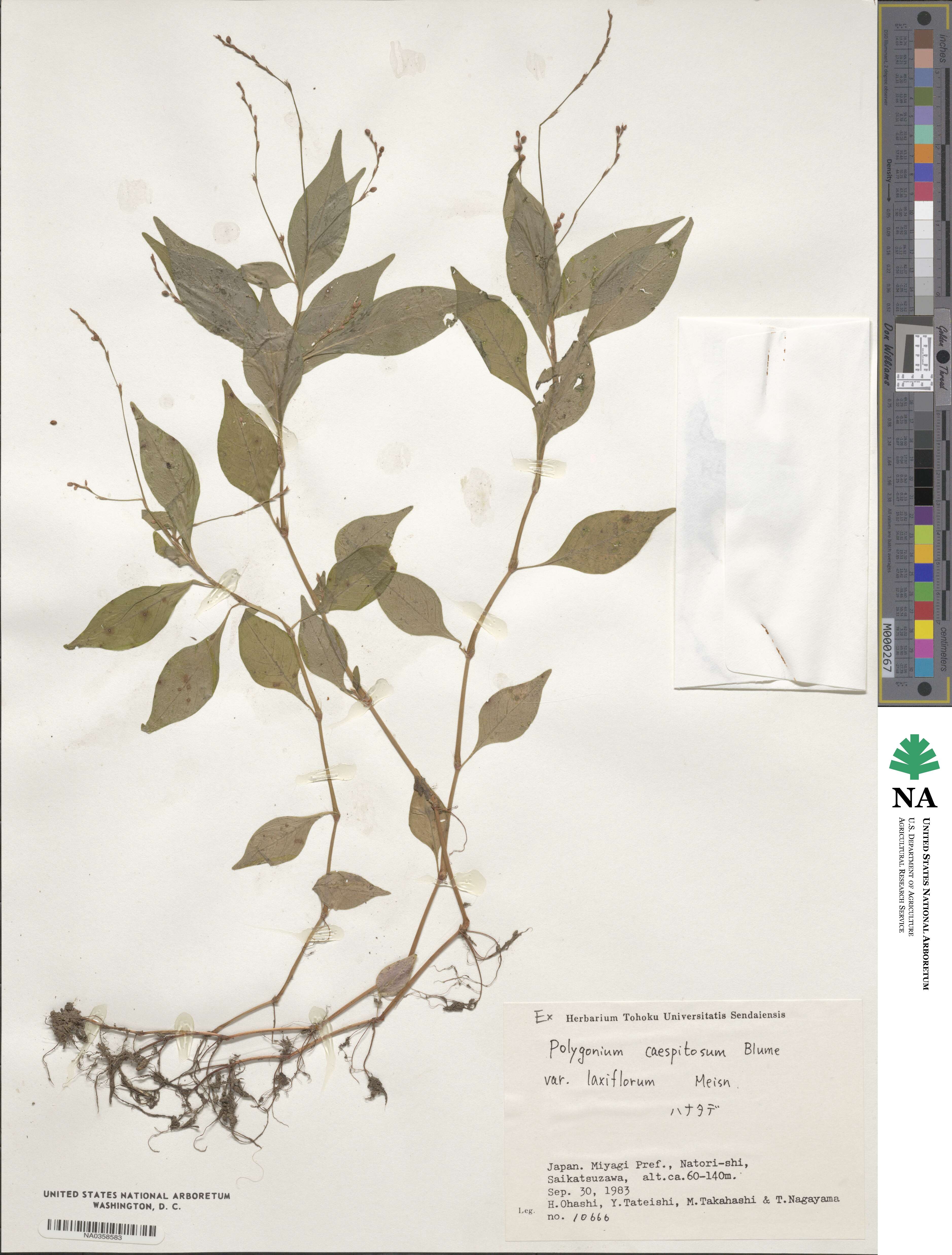 Persicaria posumbu image