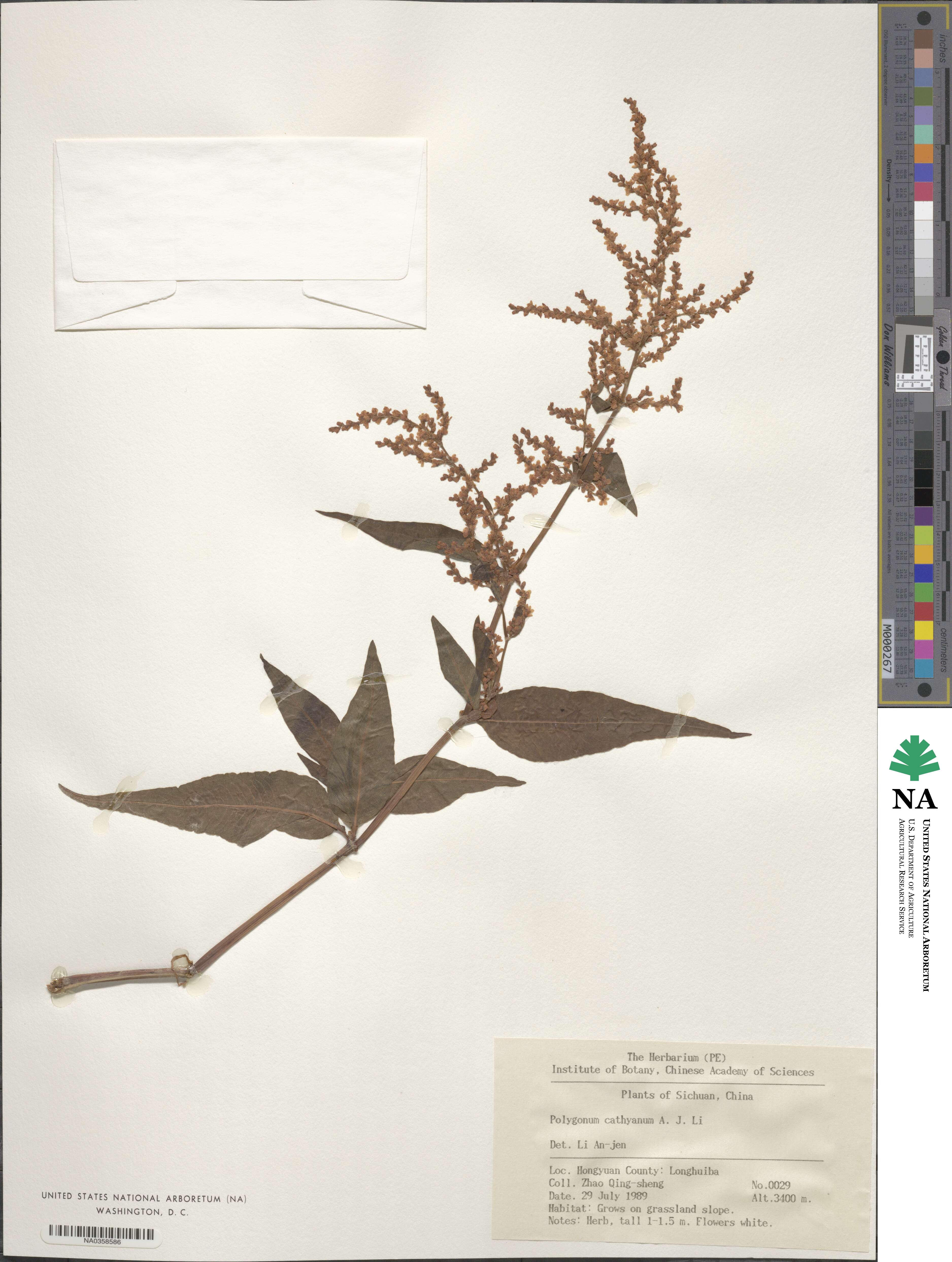 Koenigia cathayana image