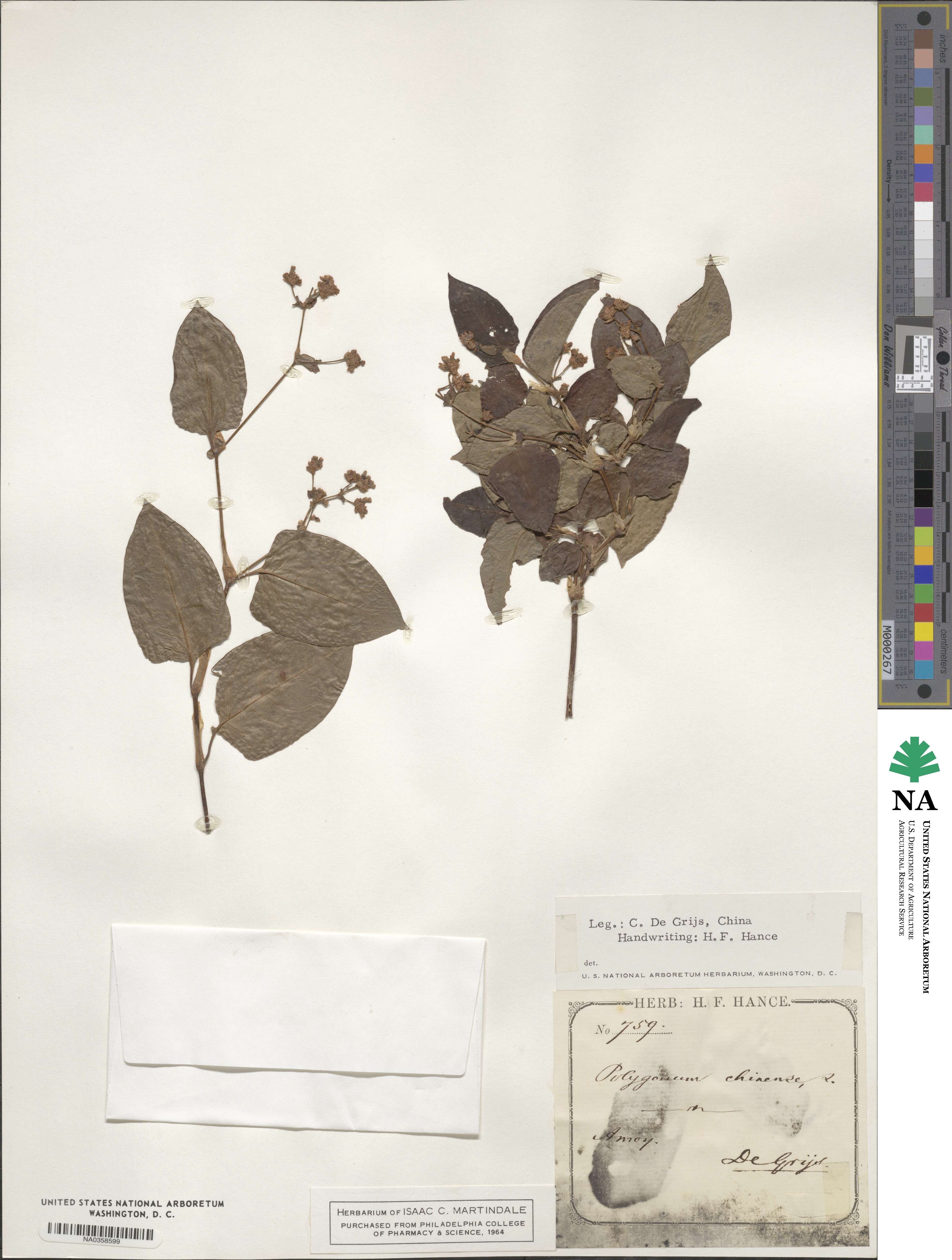 Persicaria chinensis image