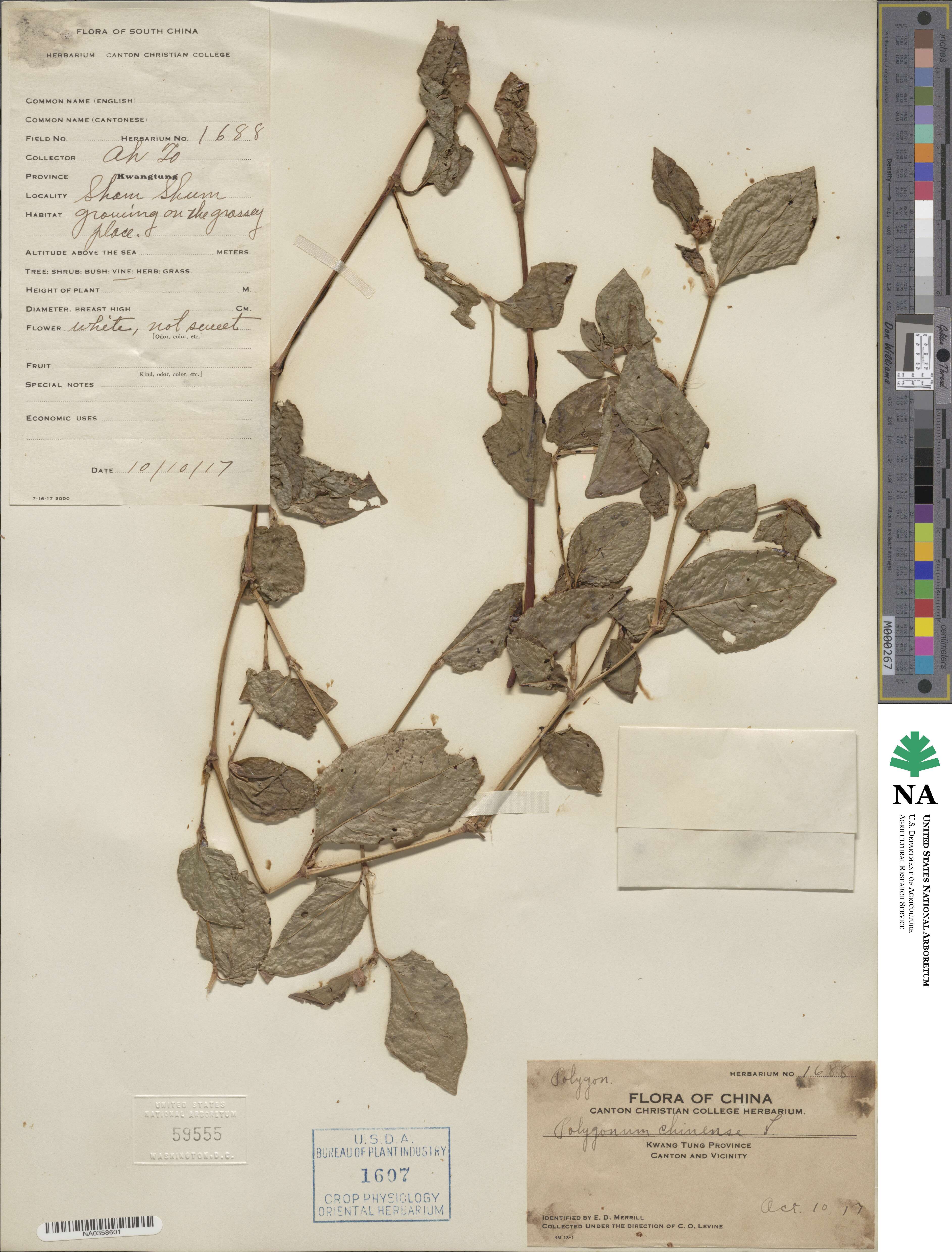 Persicaria chinensis image