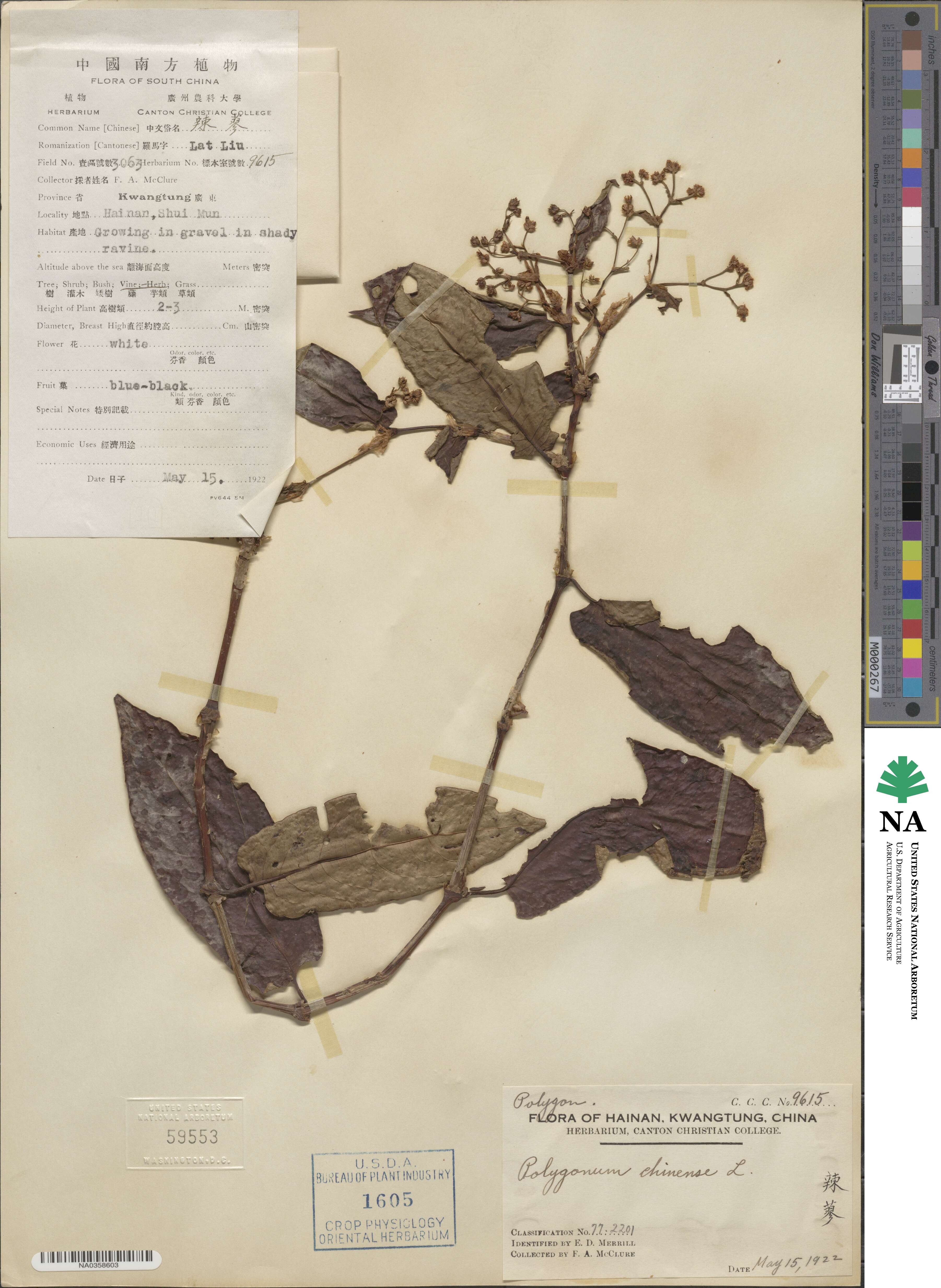 Persicaria chinensis image