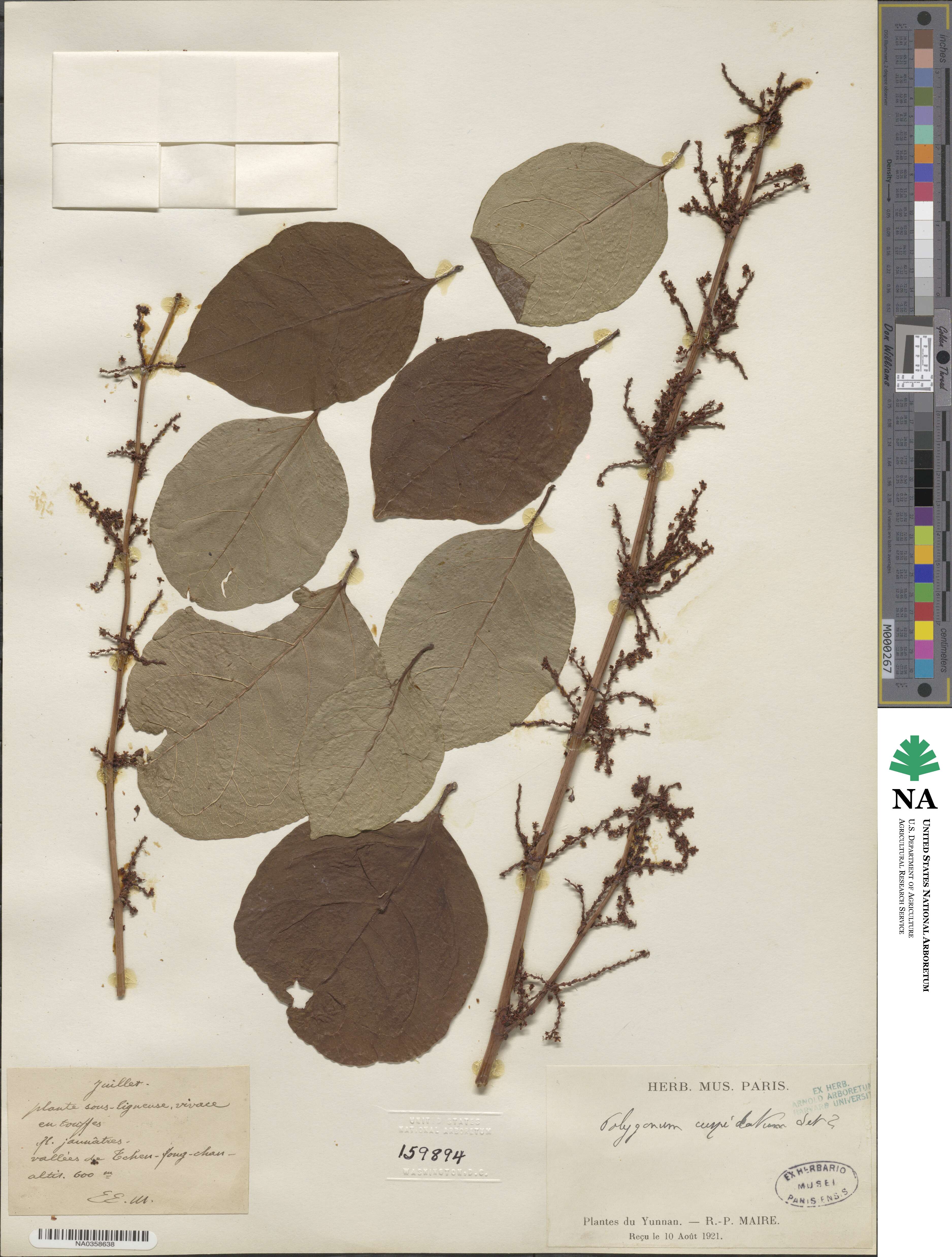 Polygonum cuspidatum image