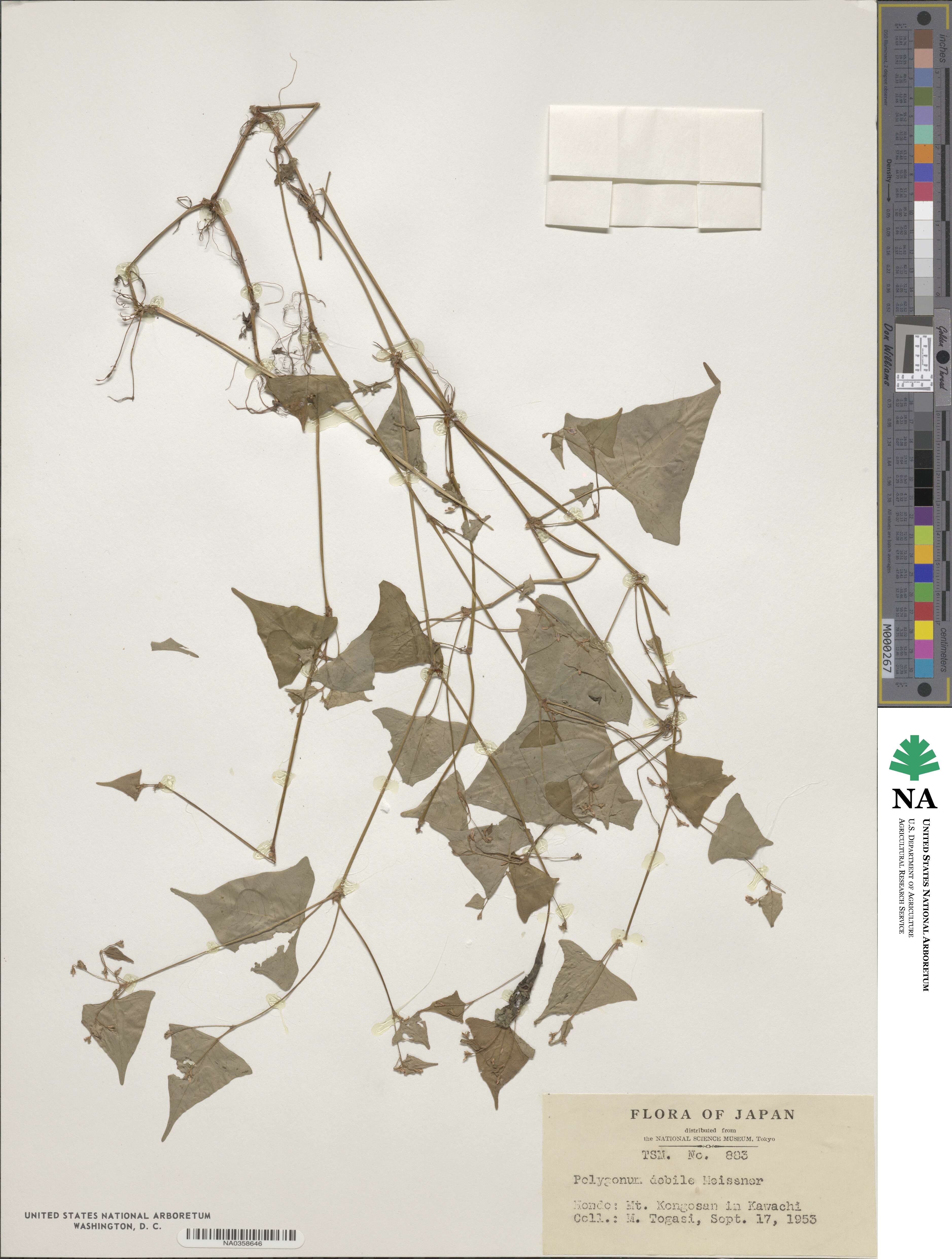 Persicaria debilis image